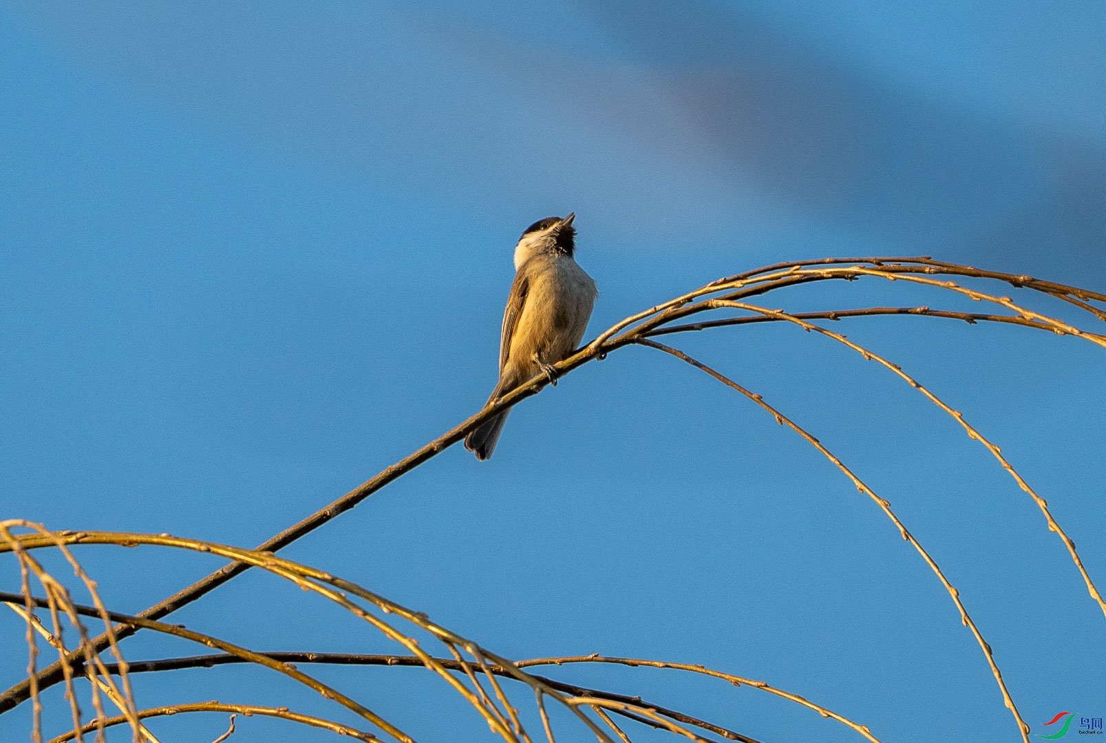 DSC_2469.jpg