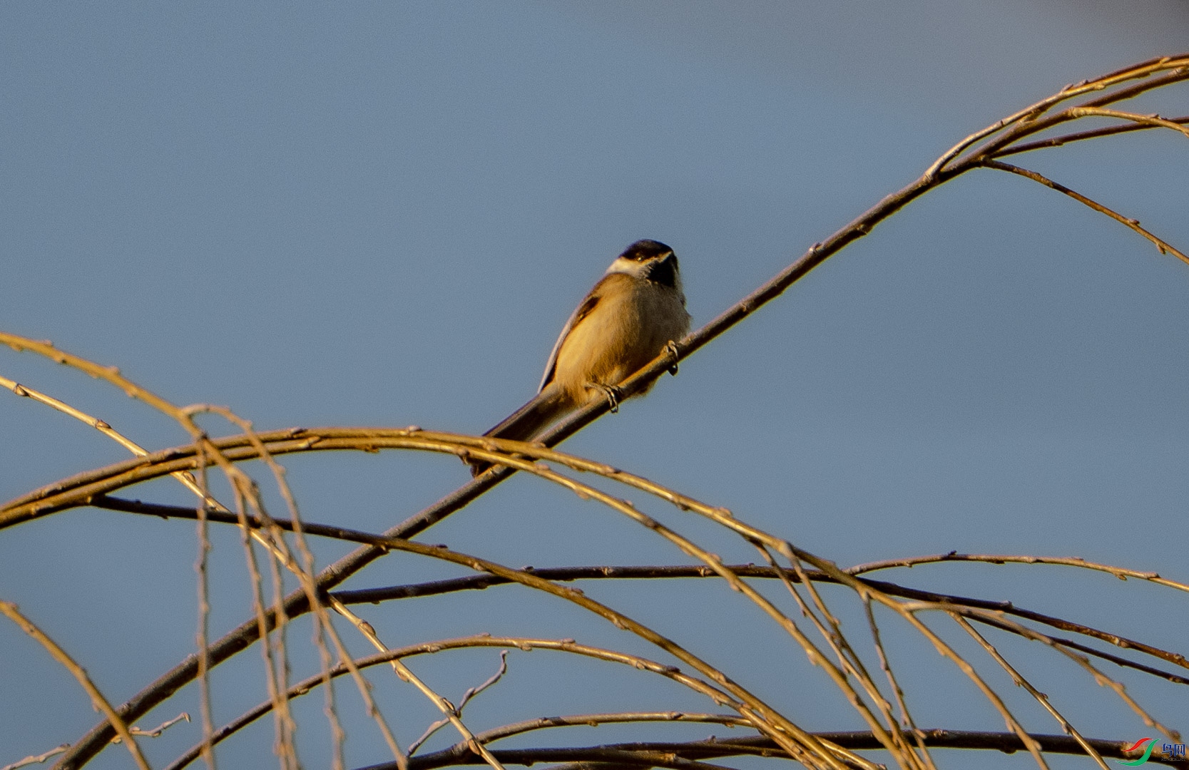 DSC_2436_1.jpg