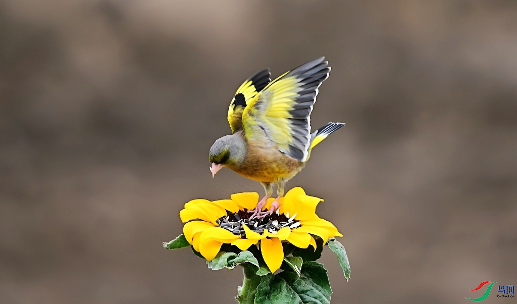 DSC_9352.JPG