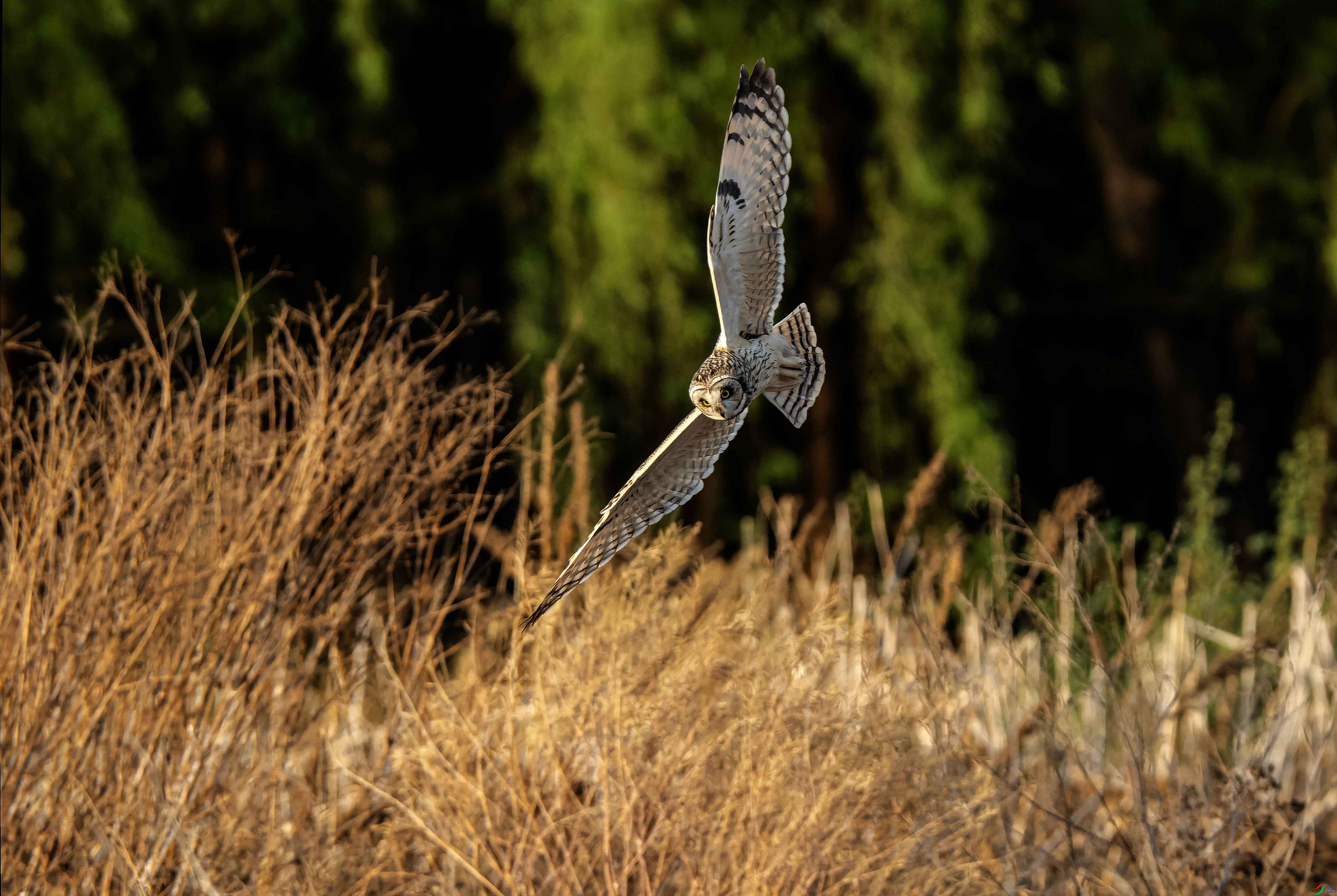 DSC_0362-NEF_DxO_DeepPRIME ���� 2.jpg