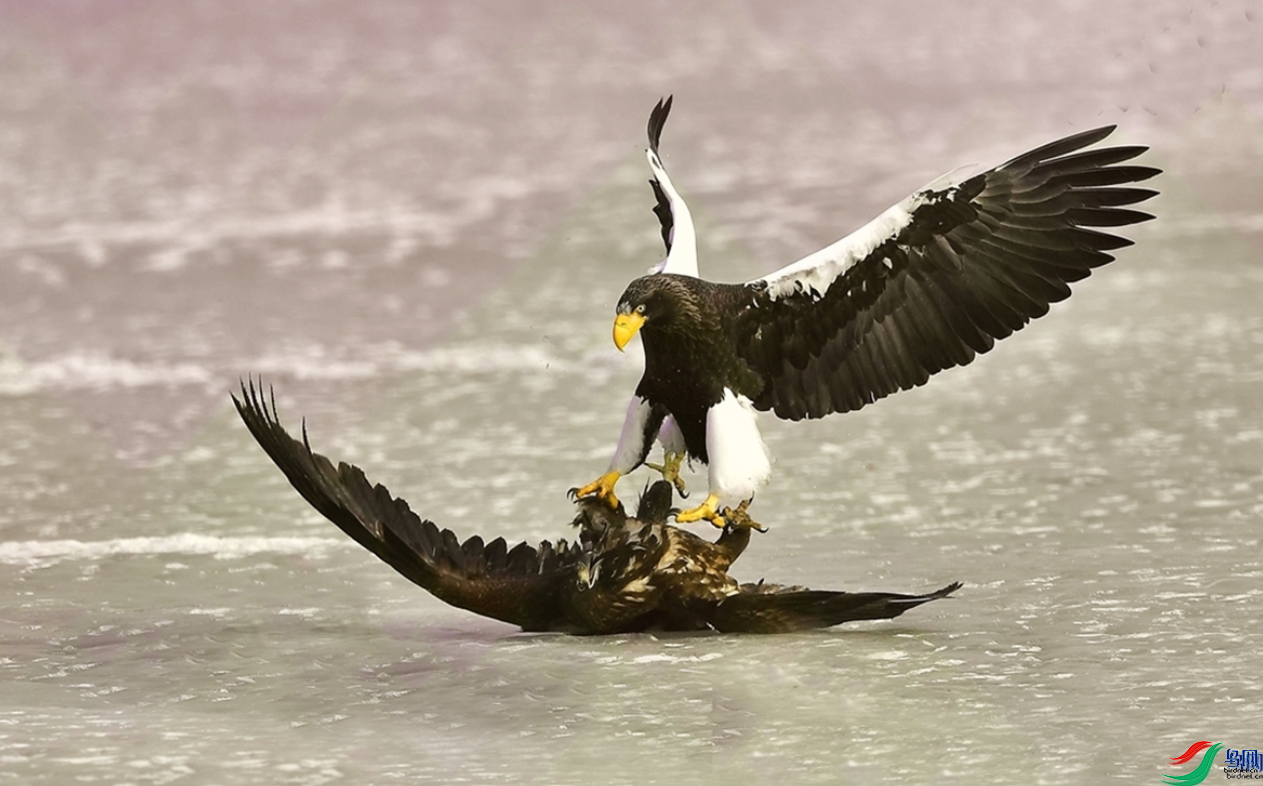 �������ѡ����� ���ٻ���Ӱʦ������Լ�ְ���.png