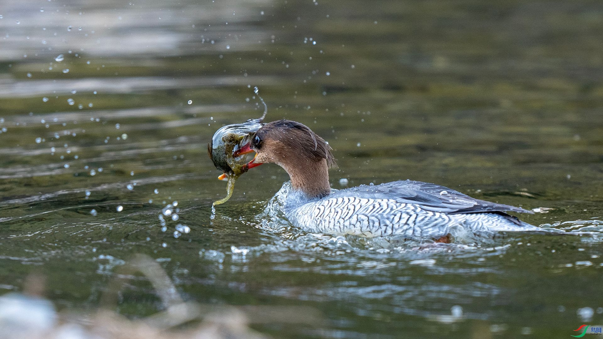 DSC00642 ����.jpg