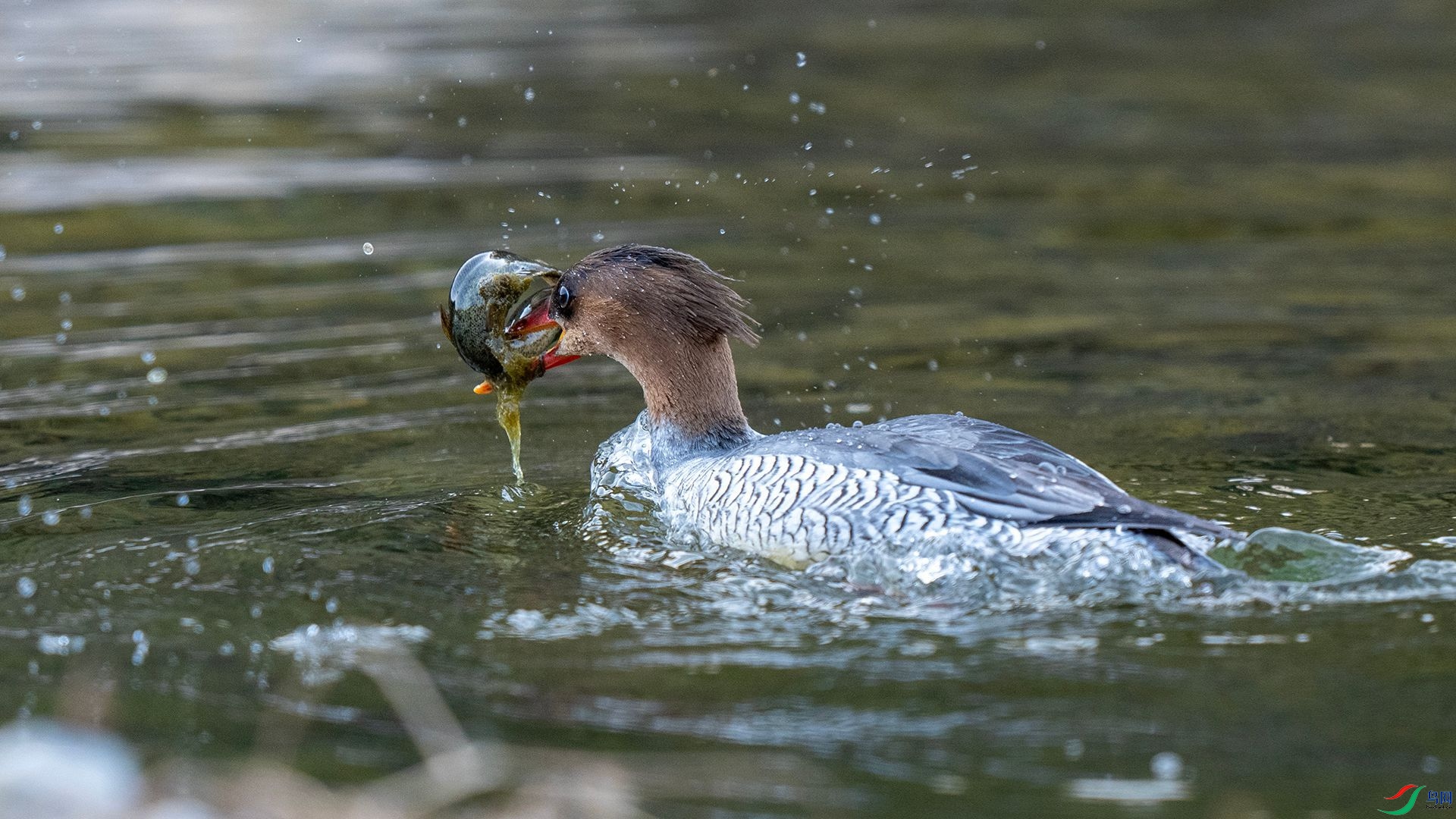 DSC00643 ����.jpg