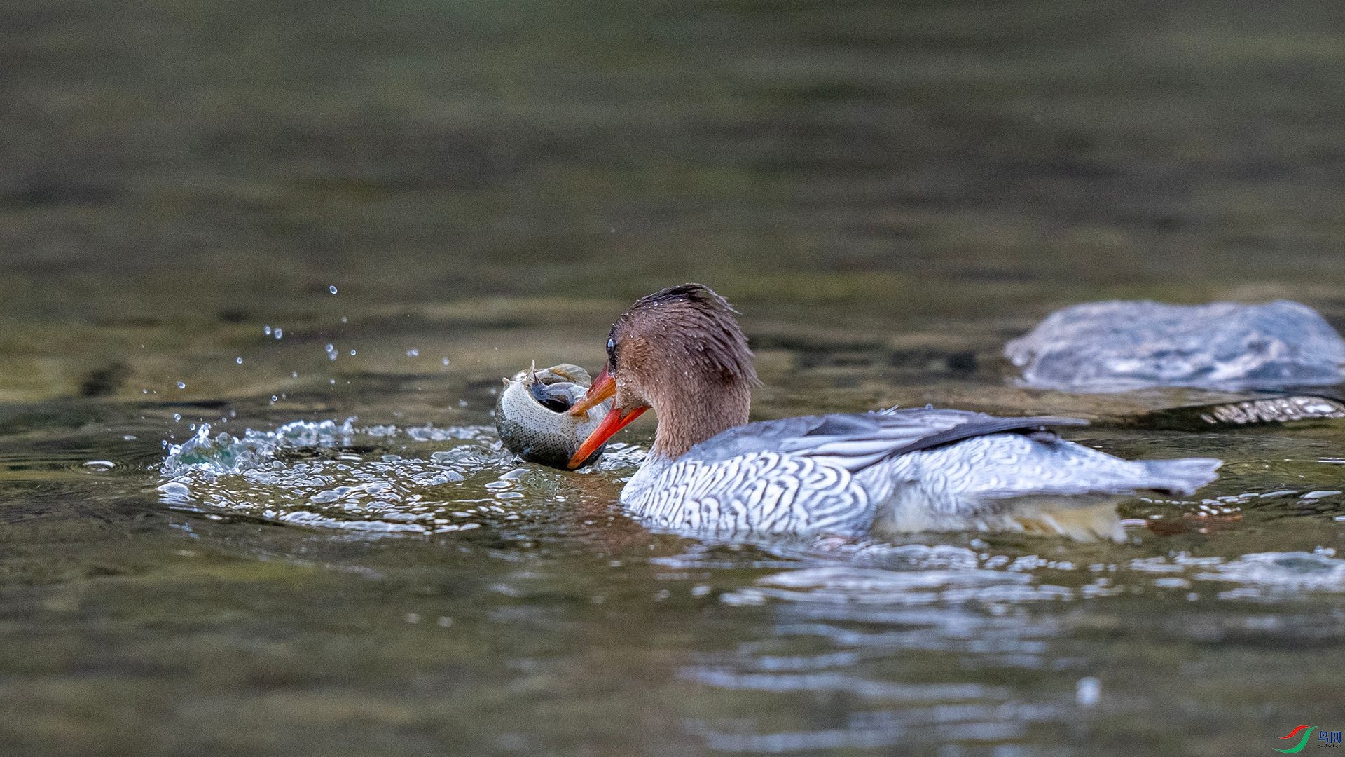 DSC00726 ����.jpg