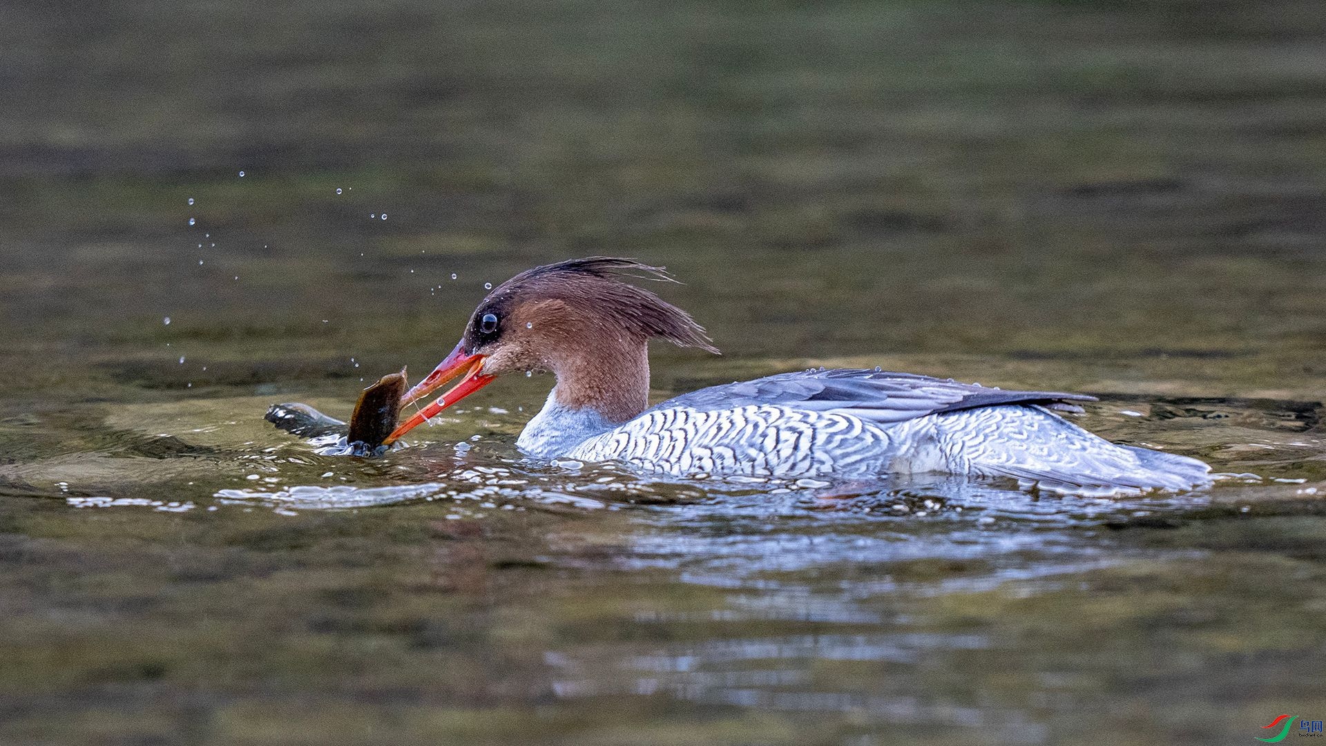 DSC00739 ����.jpg