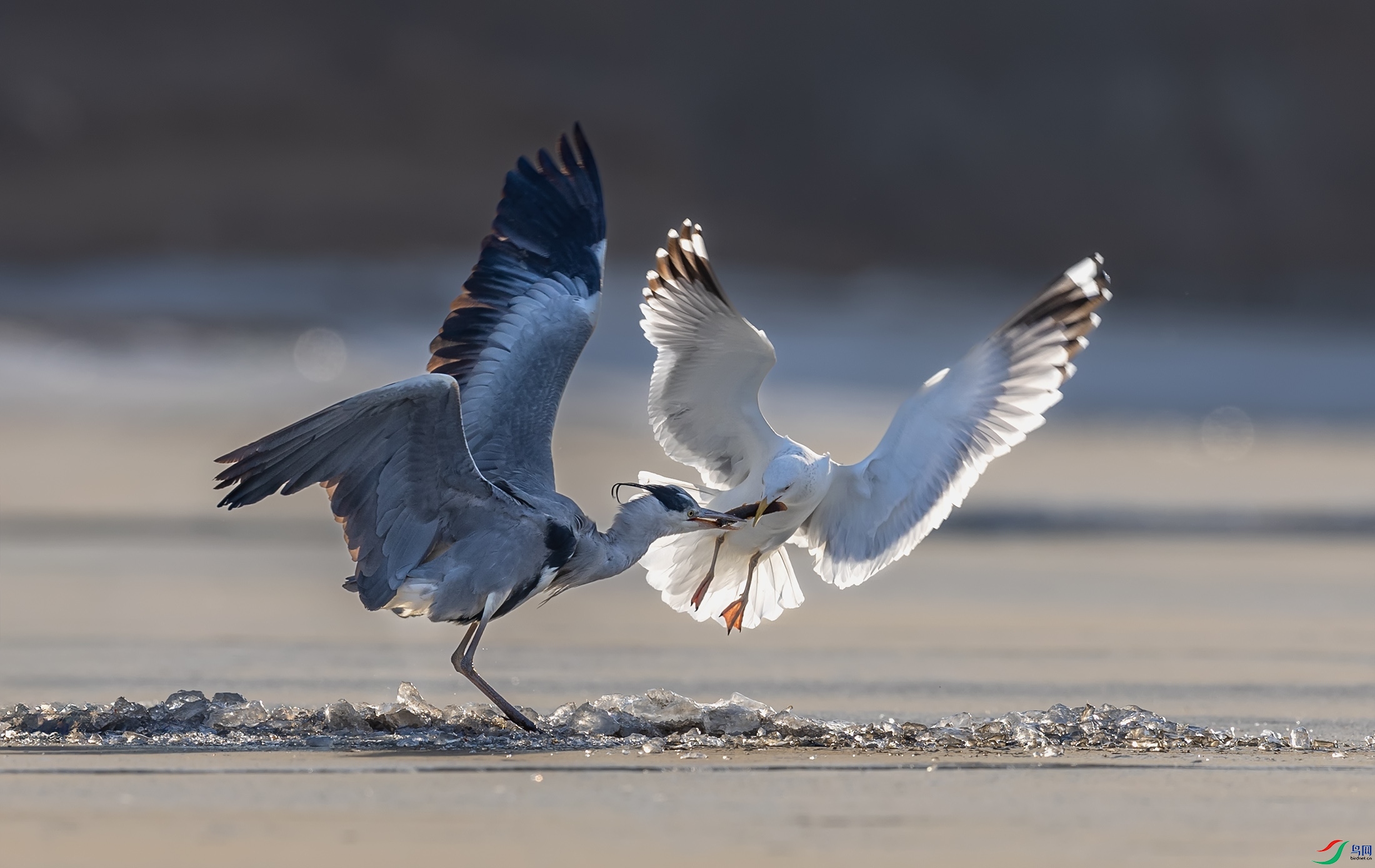 ��Ÿ�����