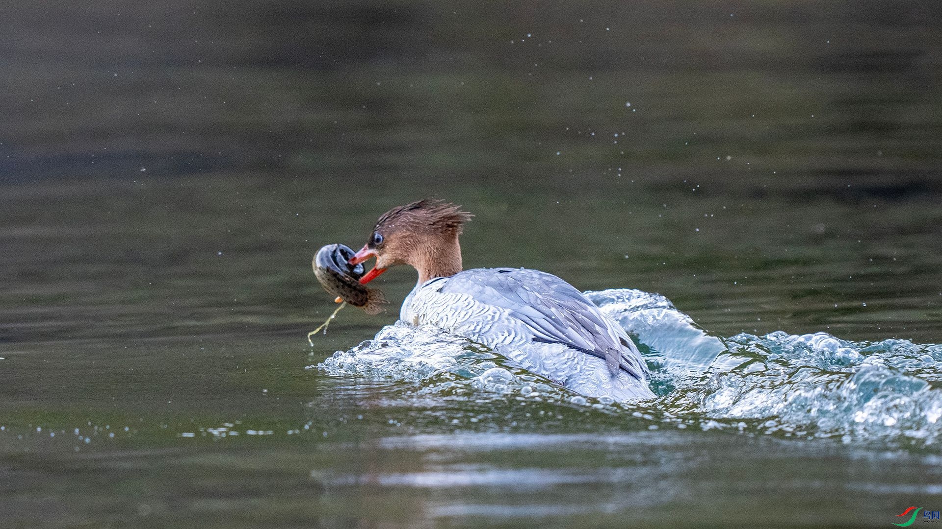 DSC00854 ����.jpg