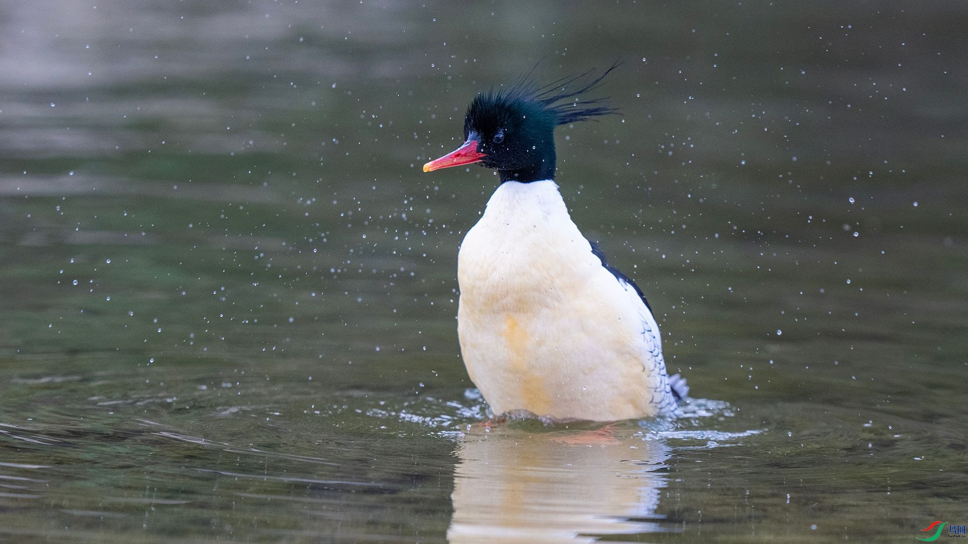 DSC00955 ����.jpg