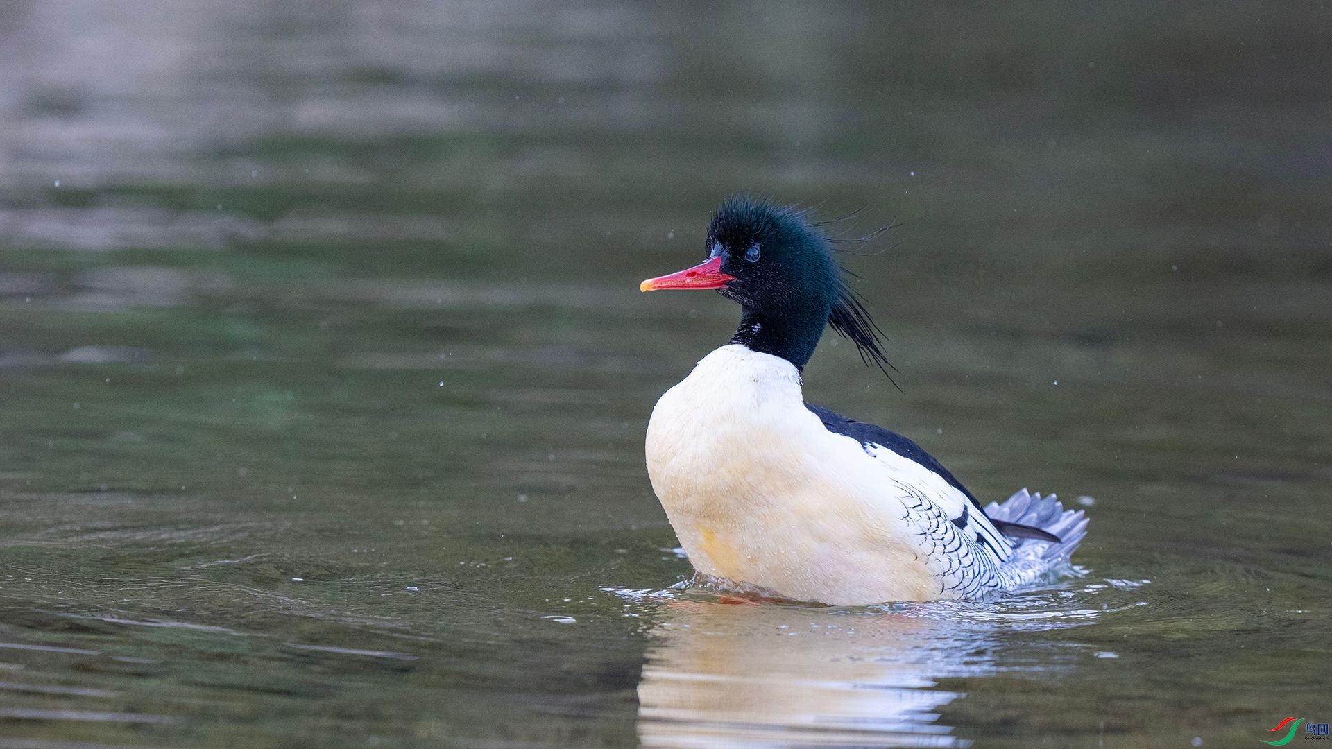 DSC00960 ����.jpg