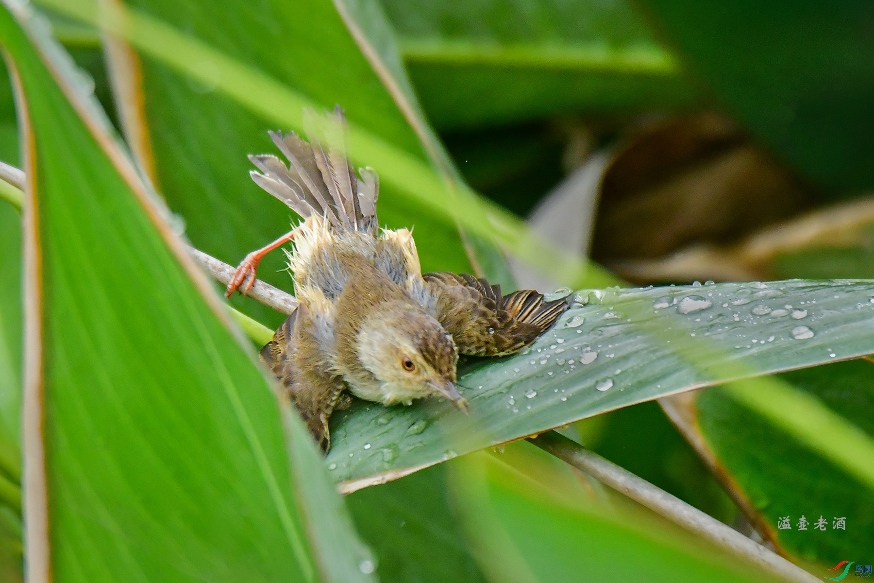 ϴԡ�Ĵ�ɫɽ��ݺ