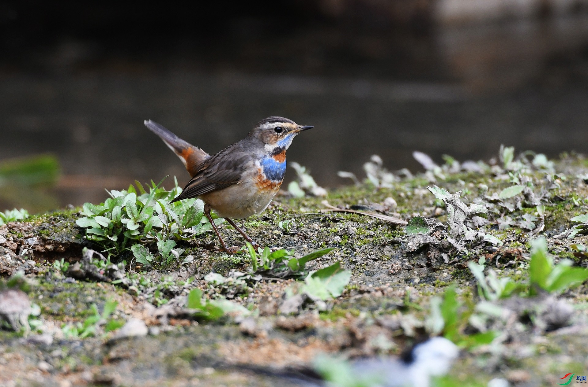DSC_3402.jpg