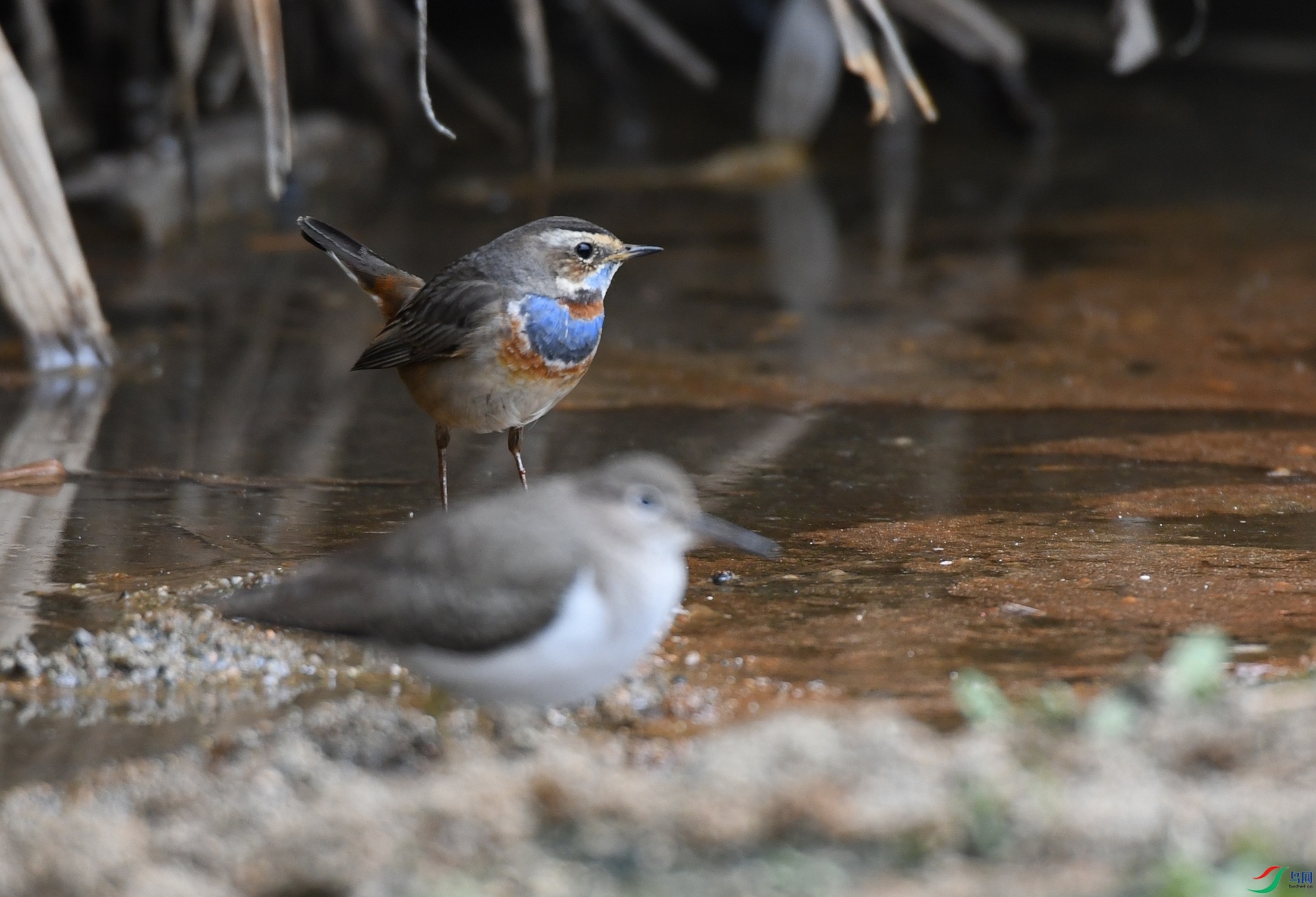 DSC_4452.jpg