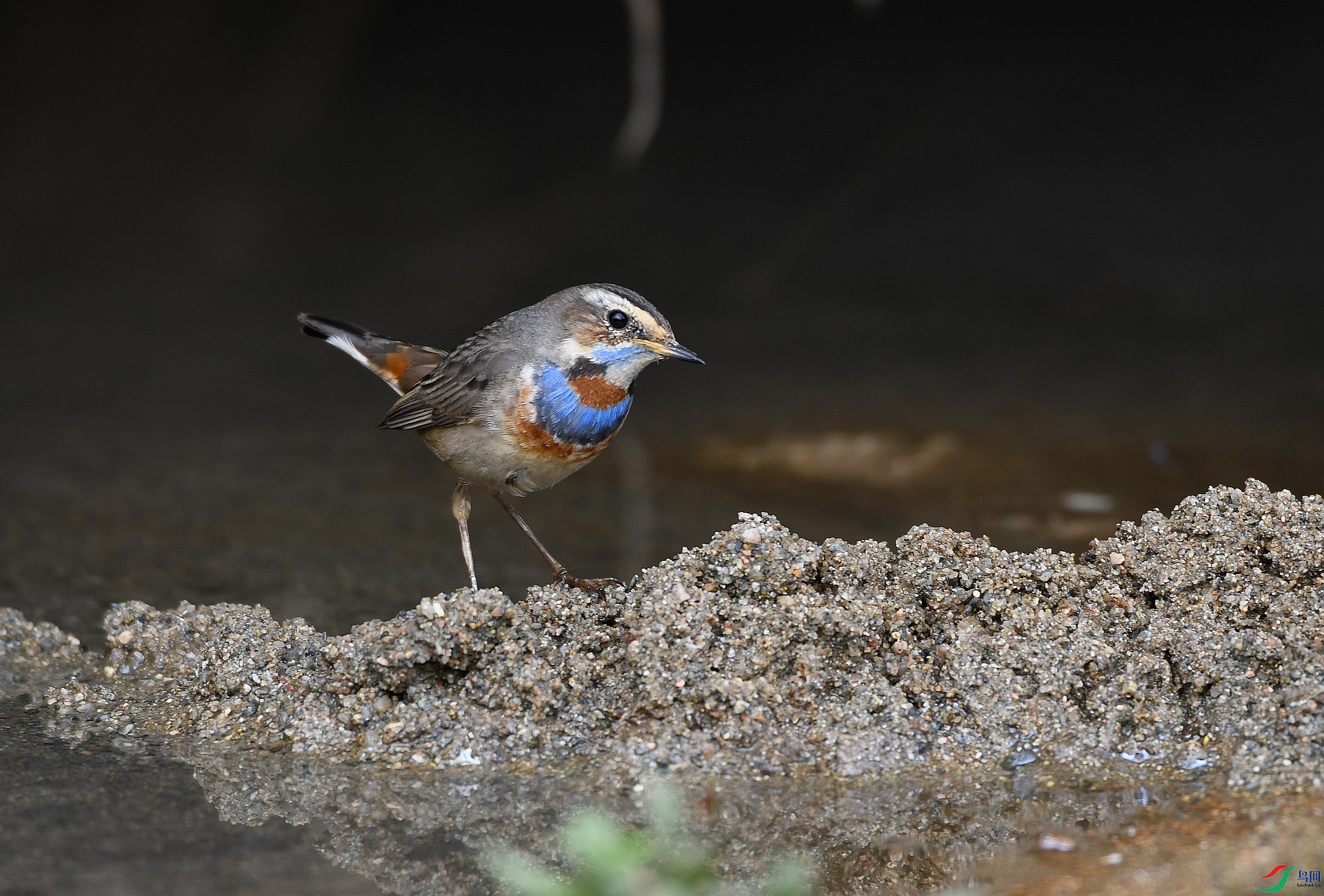 DSC_6377.jpg