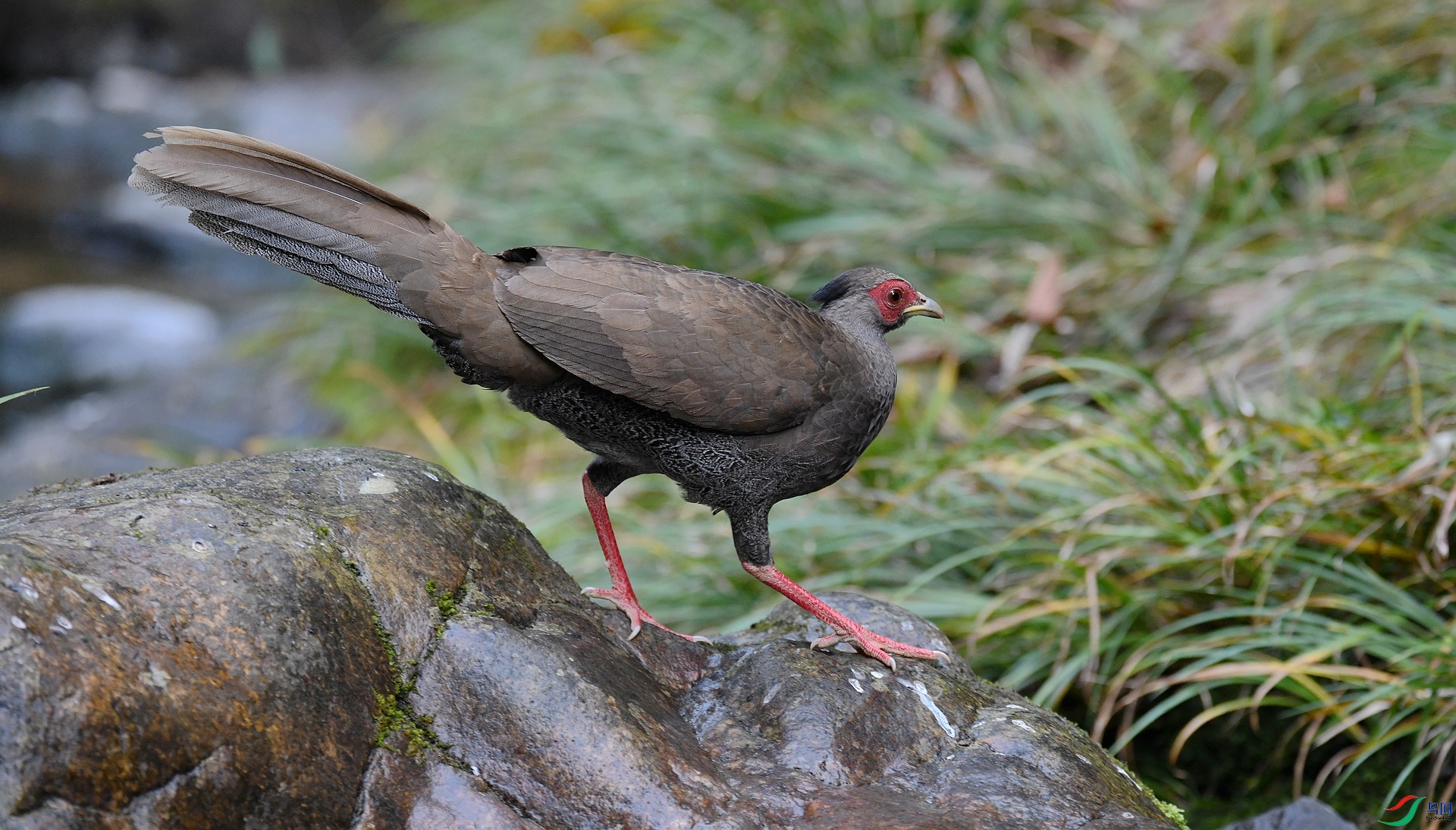 DSC_7384.jpg