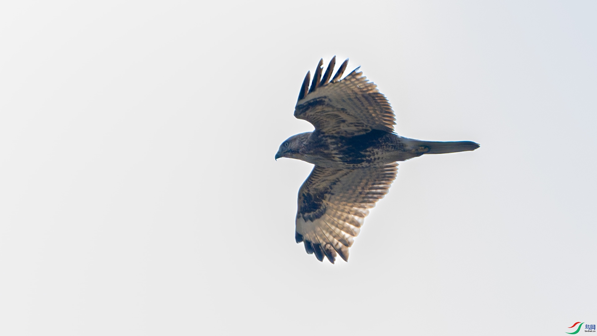 DSC_8653-����ǿ-NR ����.jpg