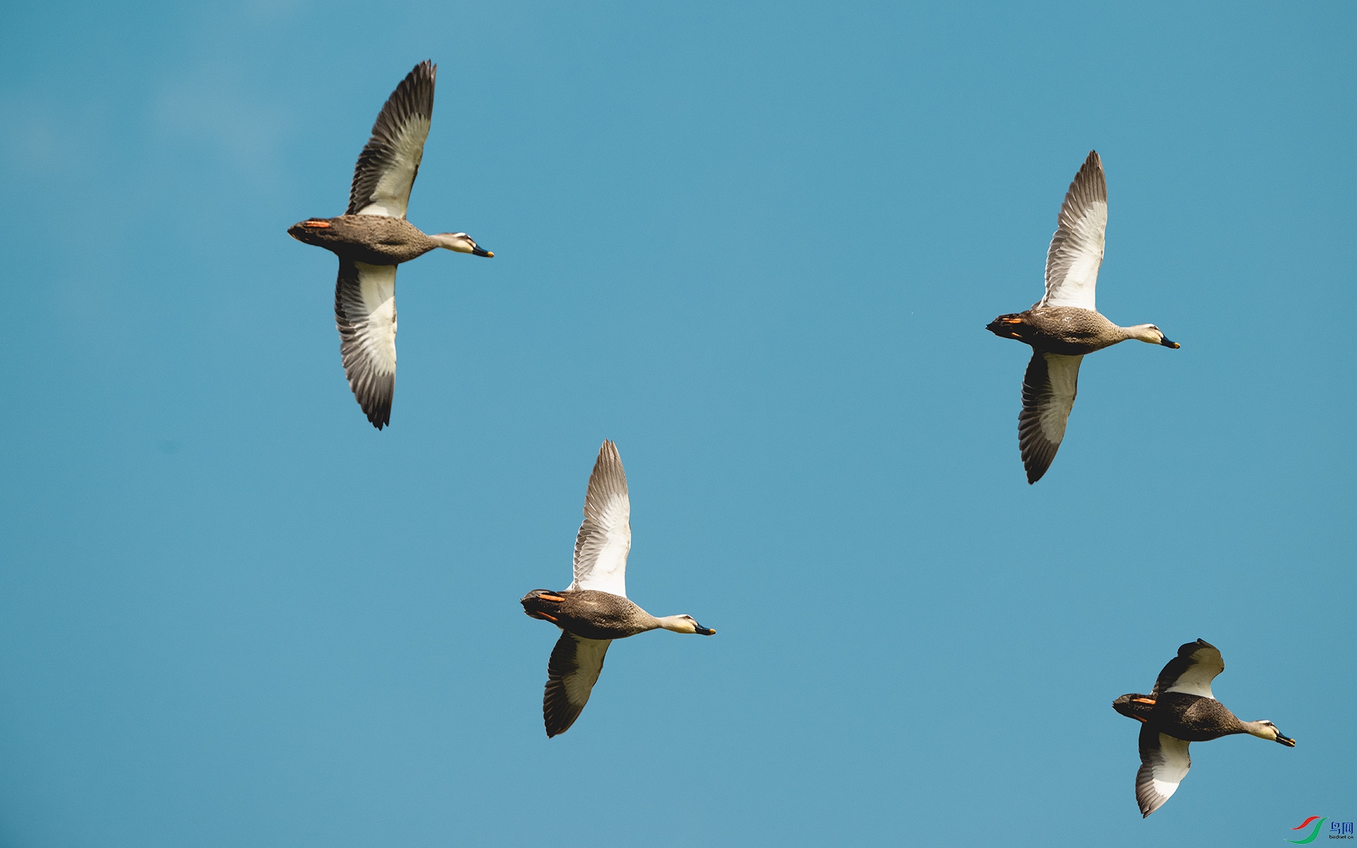 DSC_8676 ����.jpg