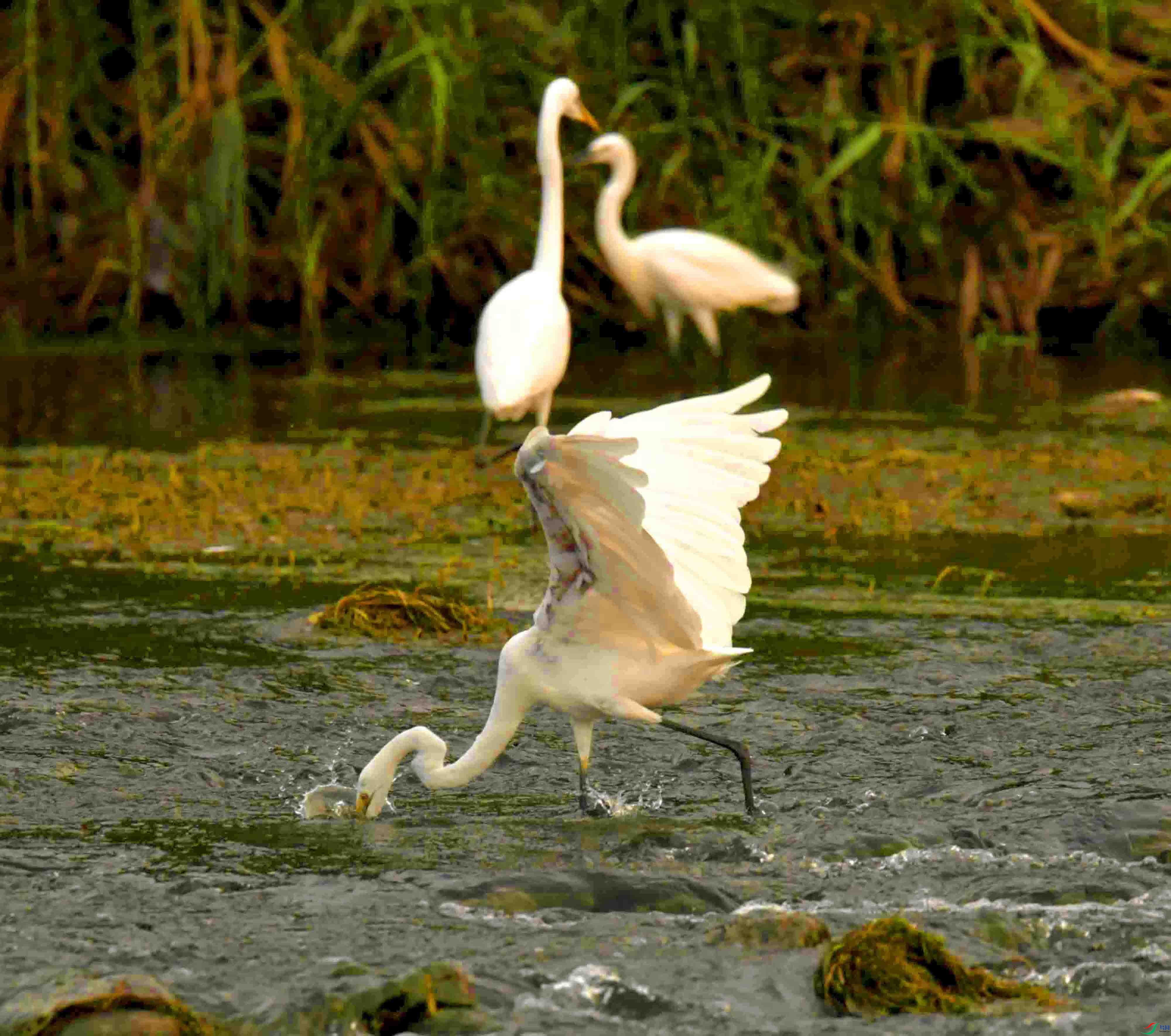 DSC_7271.JPG