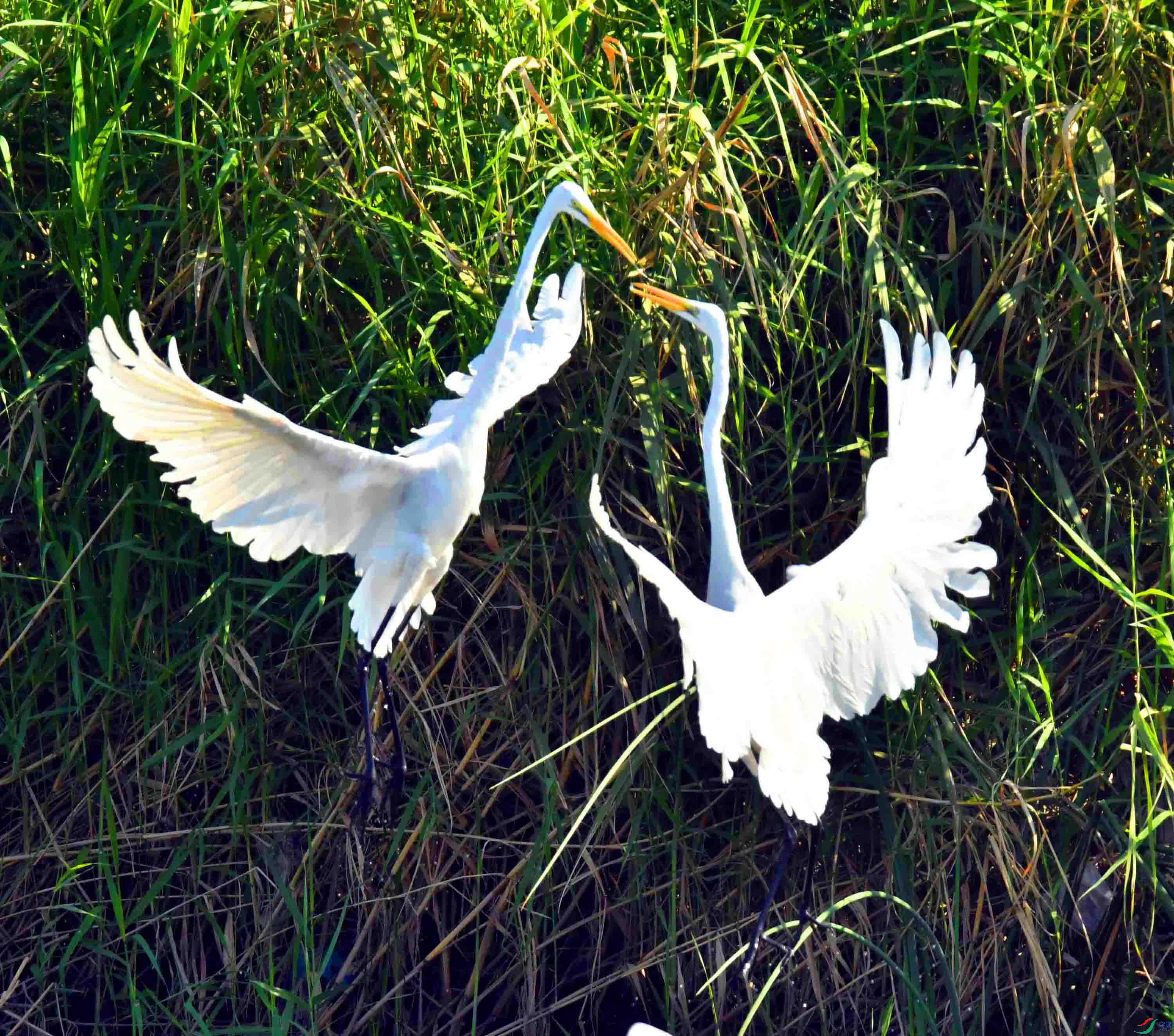 DSC_7274.JPG
