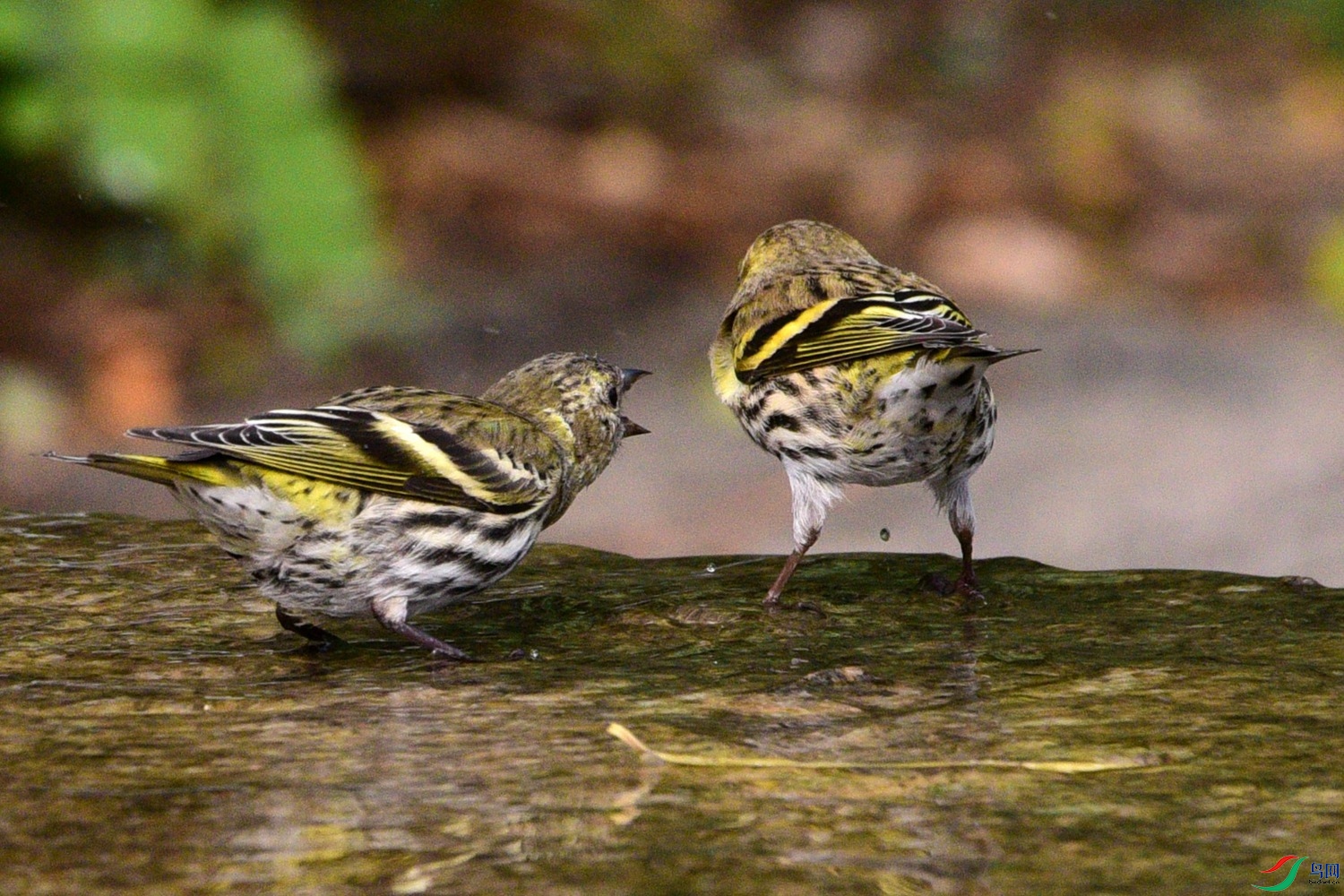 DSC_6361.JPG