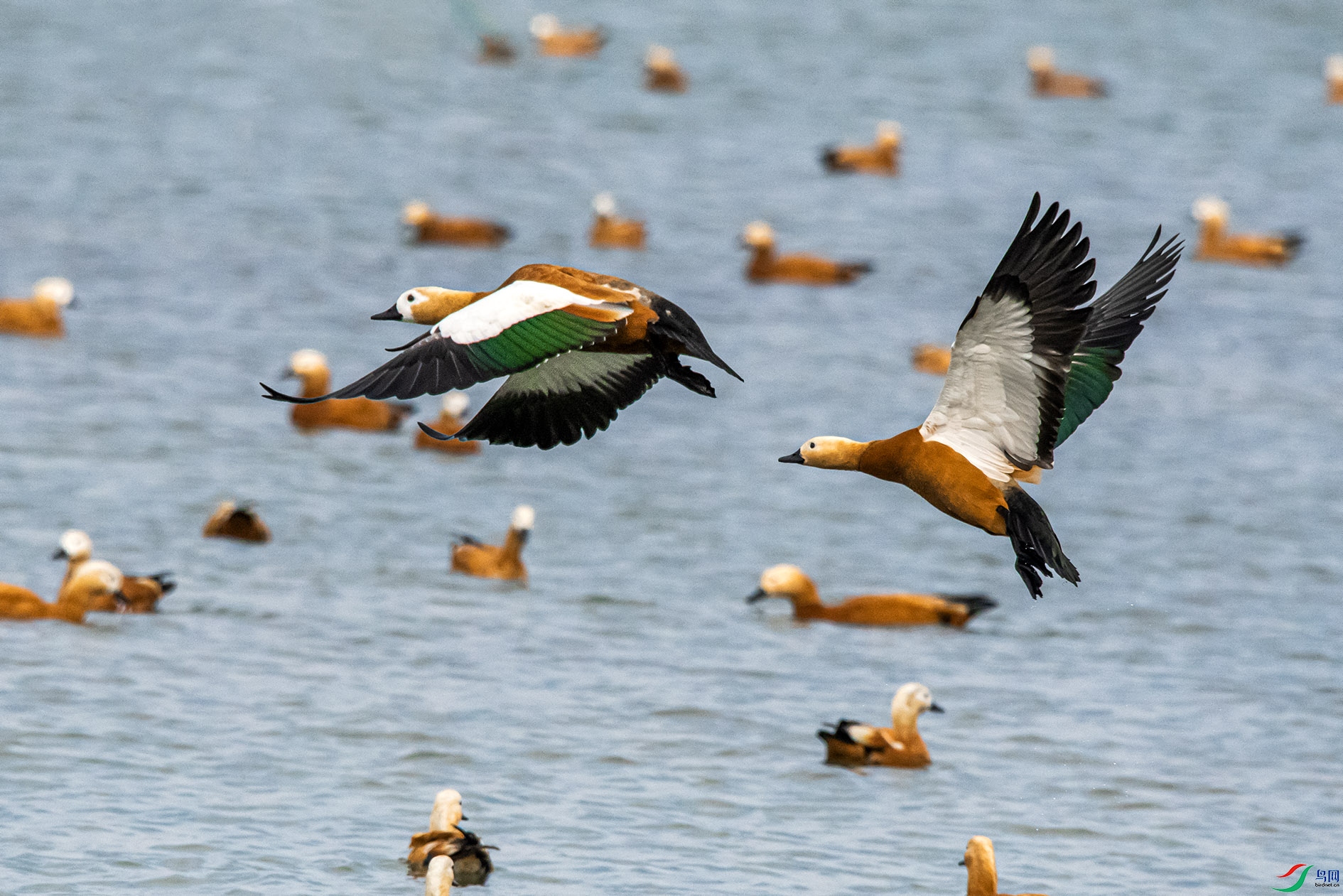 DSC_7145_��ͼ�� ����.jpg