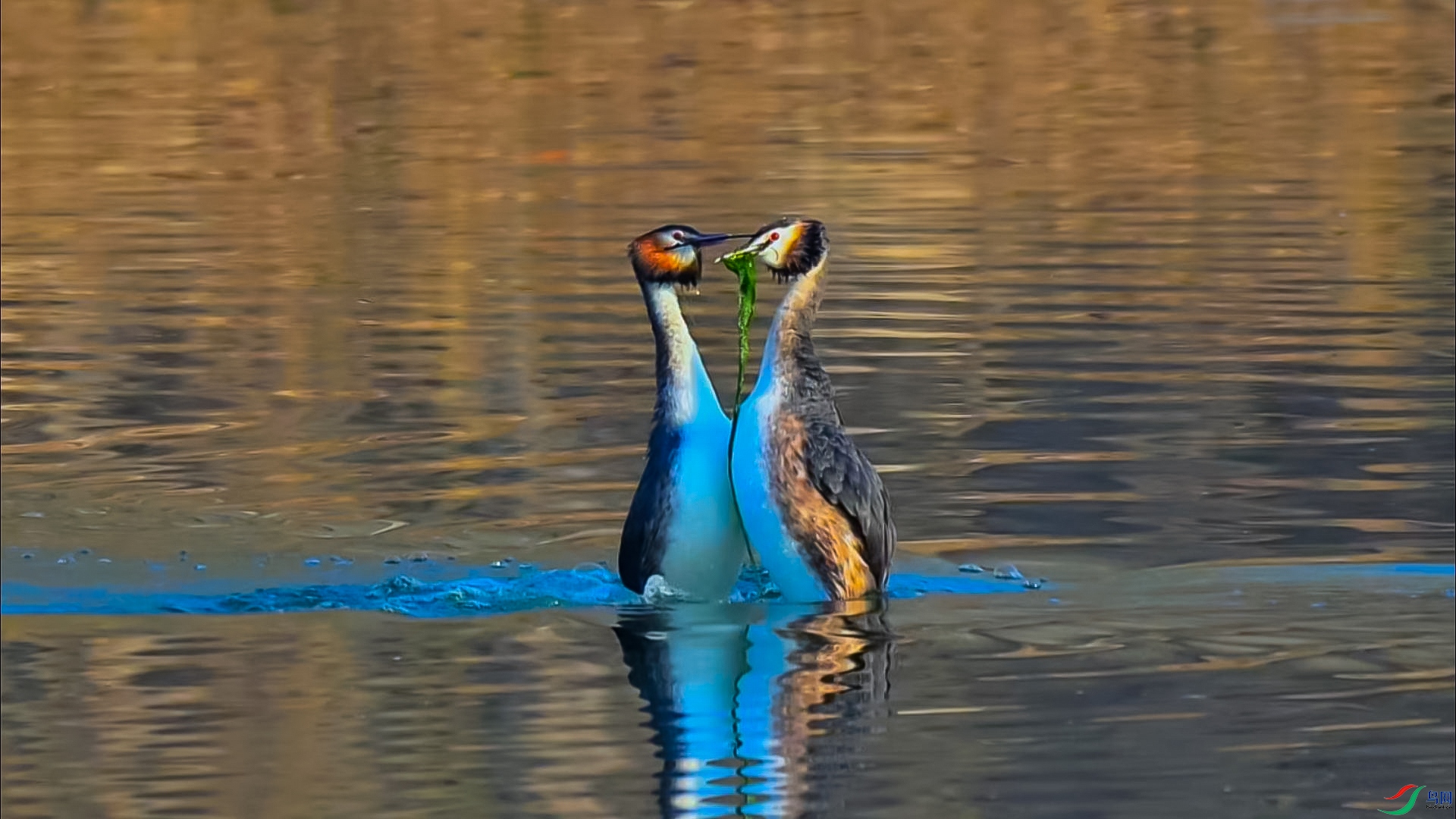 ��������-���� ����.jpg