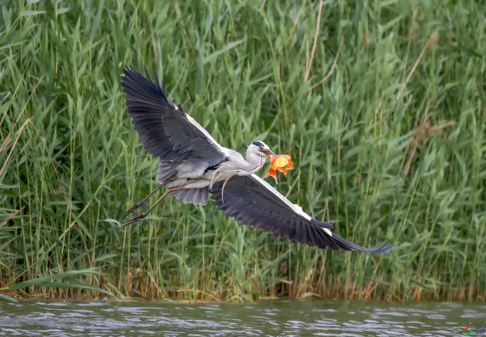 DSC_4813_��ͼ�� ����.jpg