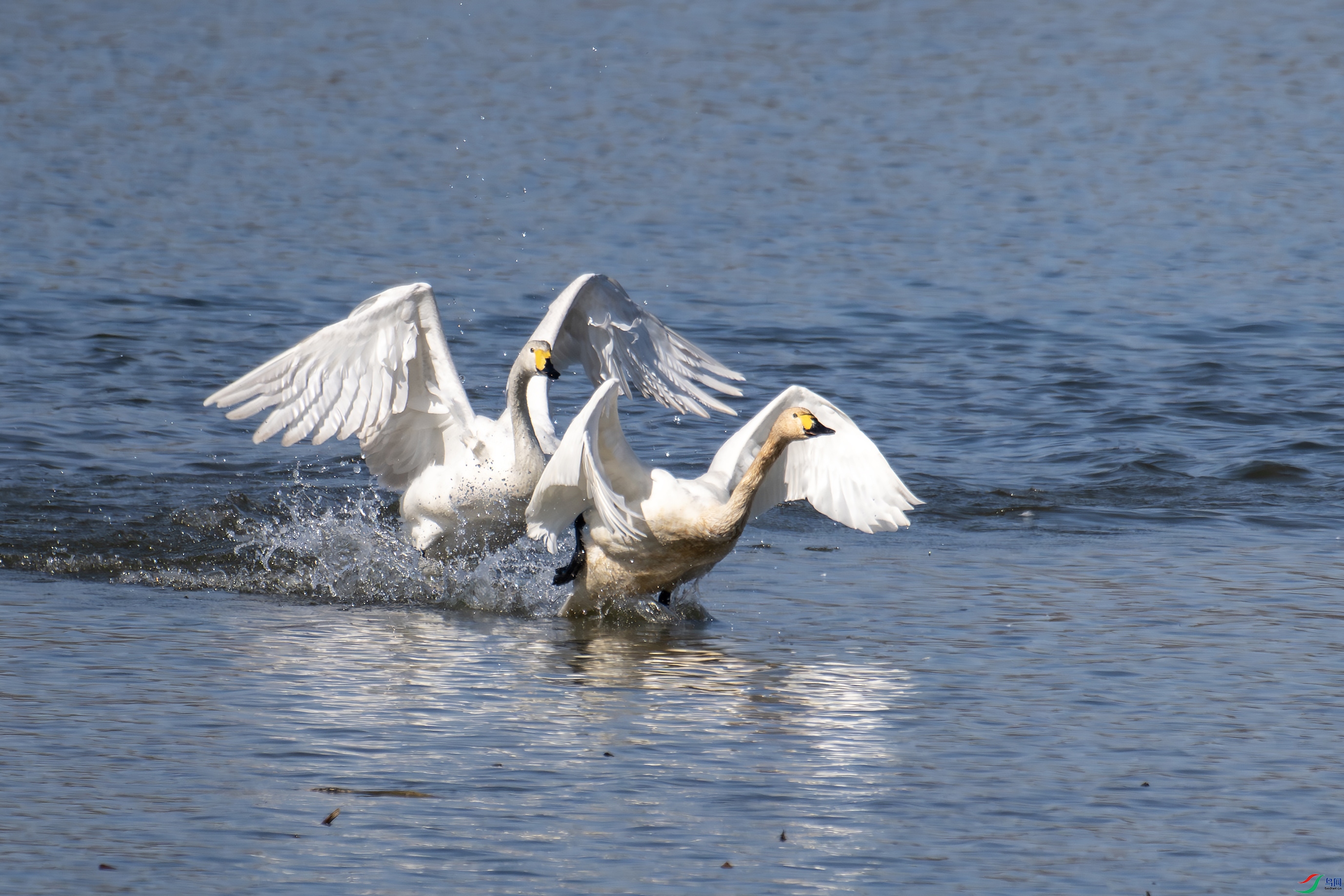 DSC_5018-����.jpg