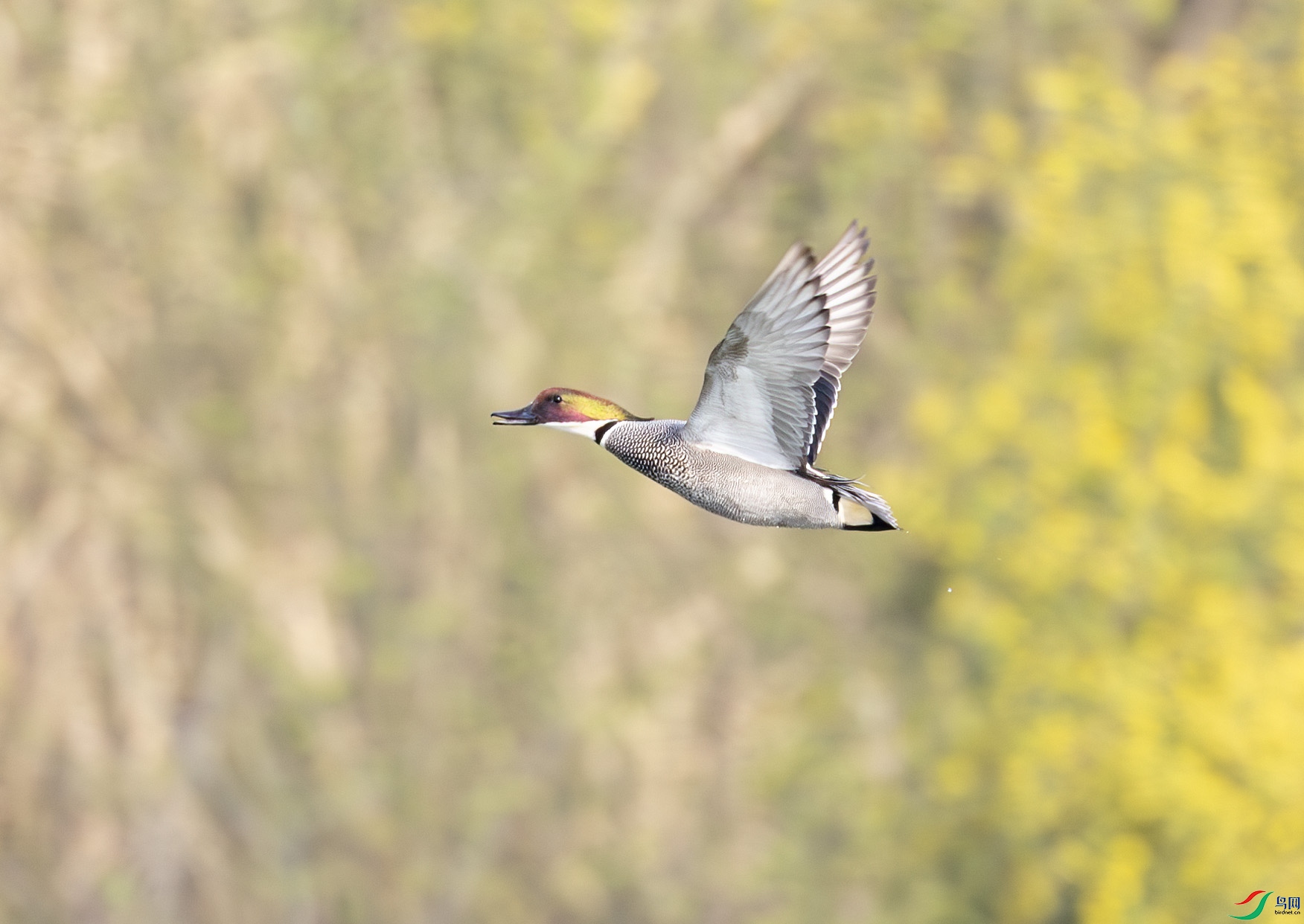 G47A6016-����ǿ-NR ����.jpg