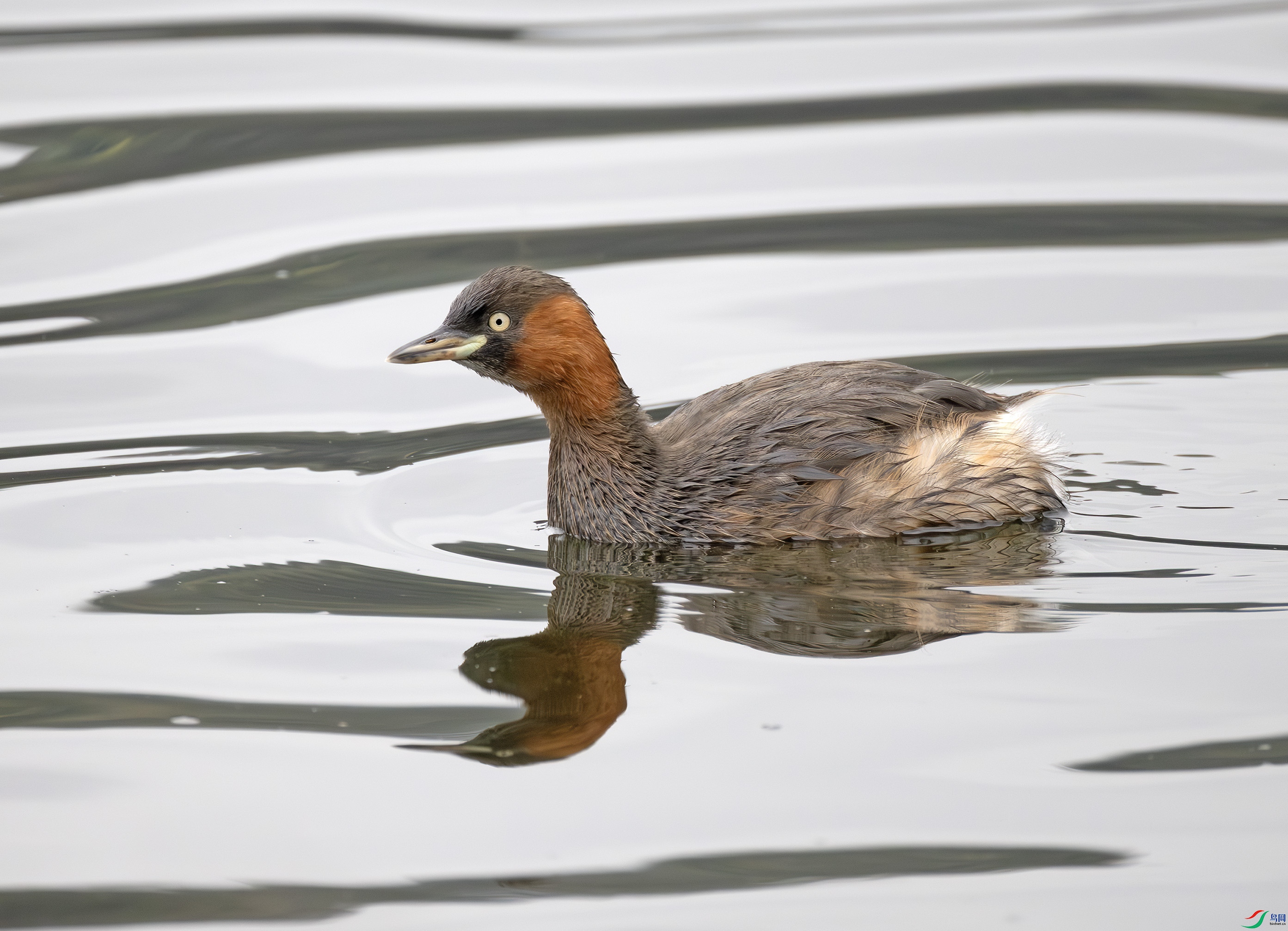 G47A6905-����ǿ-NR ����.jpg