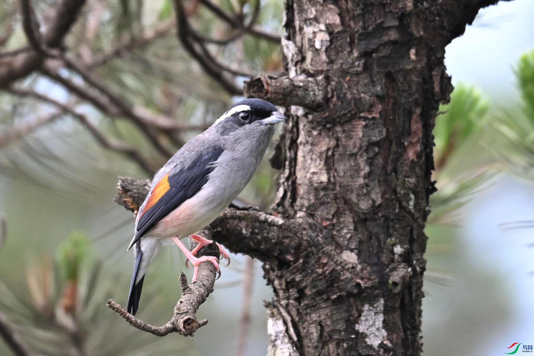 DSC_1245.JPG
