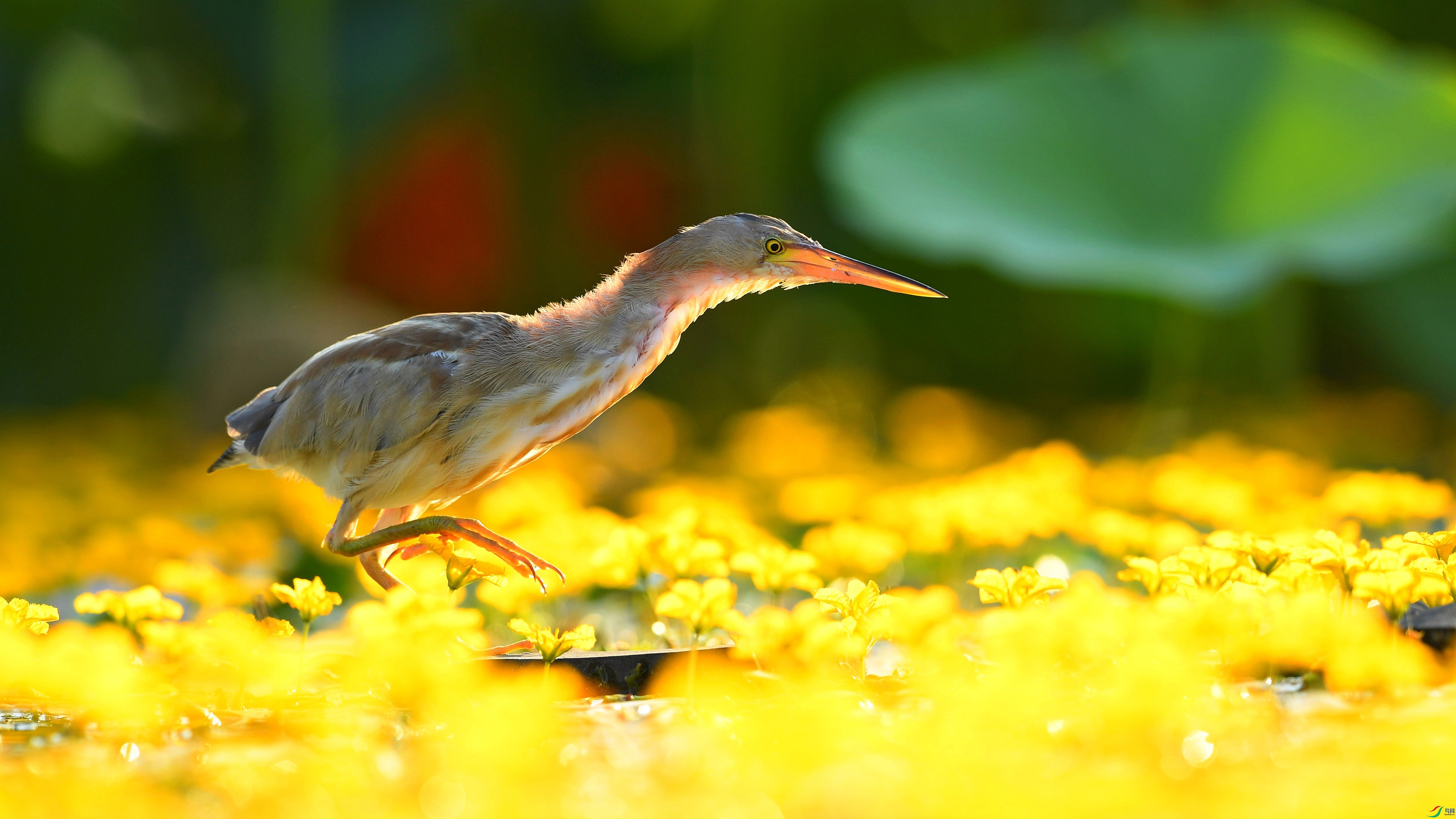 DSC_6483.jpg