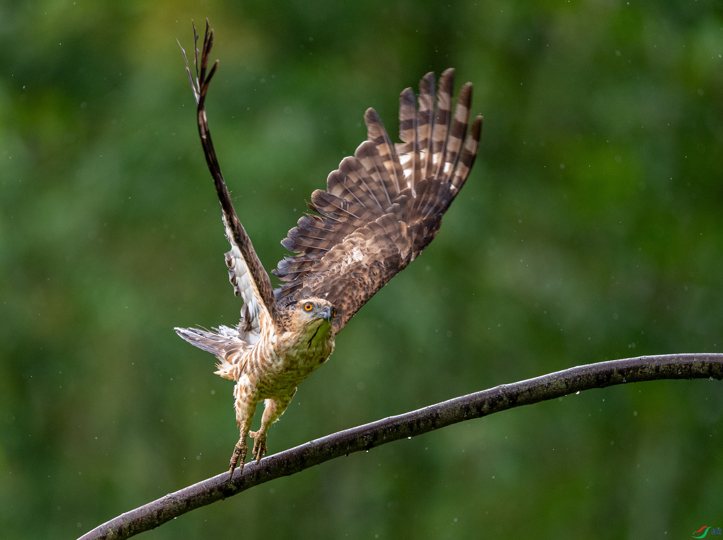 DSC_1301�ֹھ���.JPG