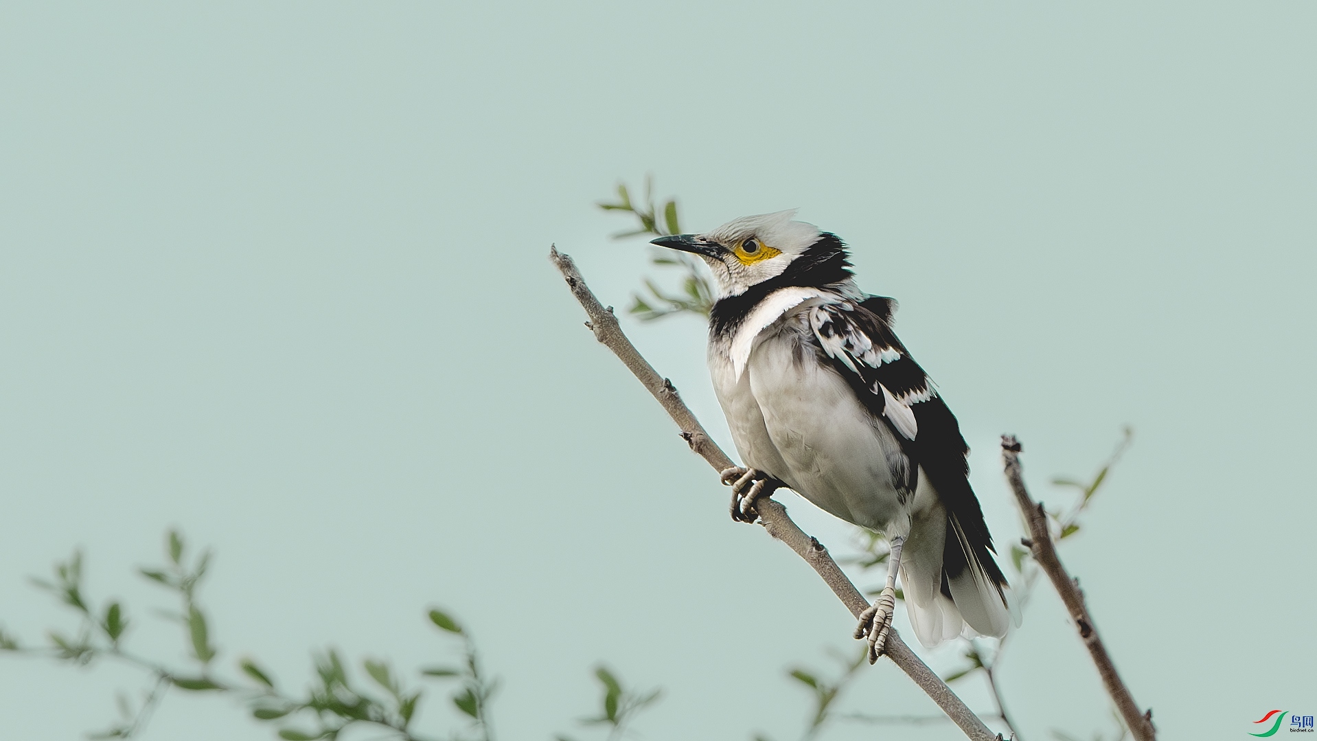 DSC_8732-����ǿ-NR ����.jpg