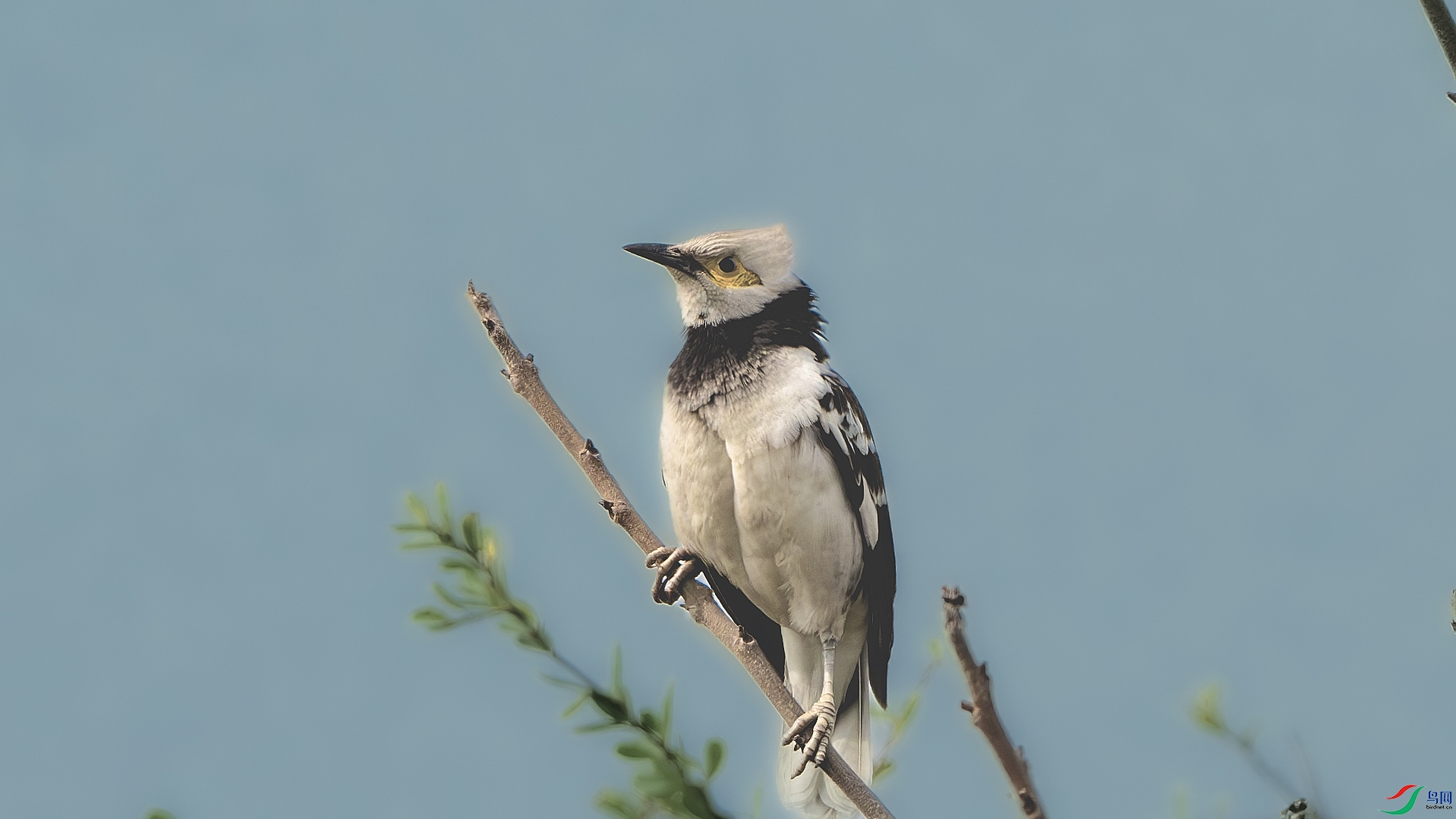 DSC_8737-����ǿ-NR ����.jpg