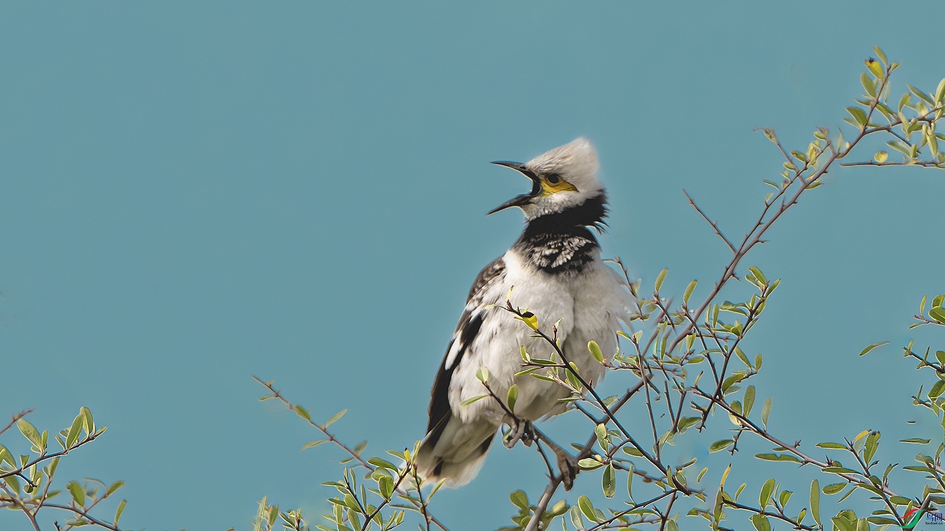 DSC_8746-����ǿ-NR ����.jpg