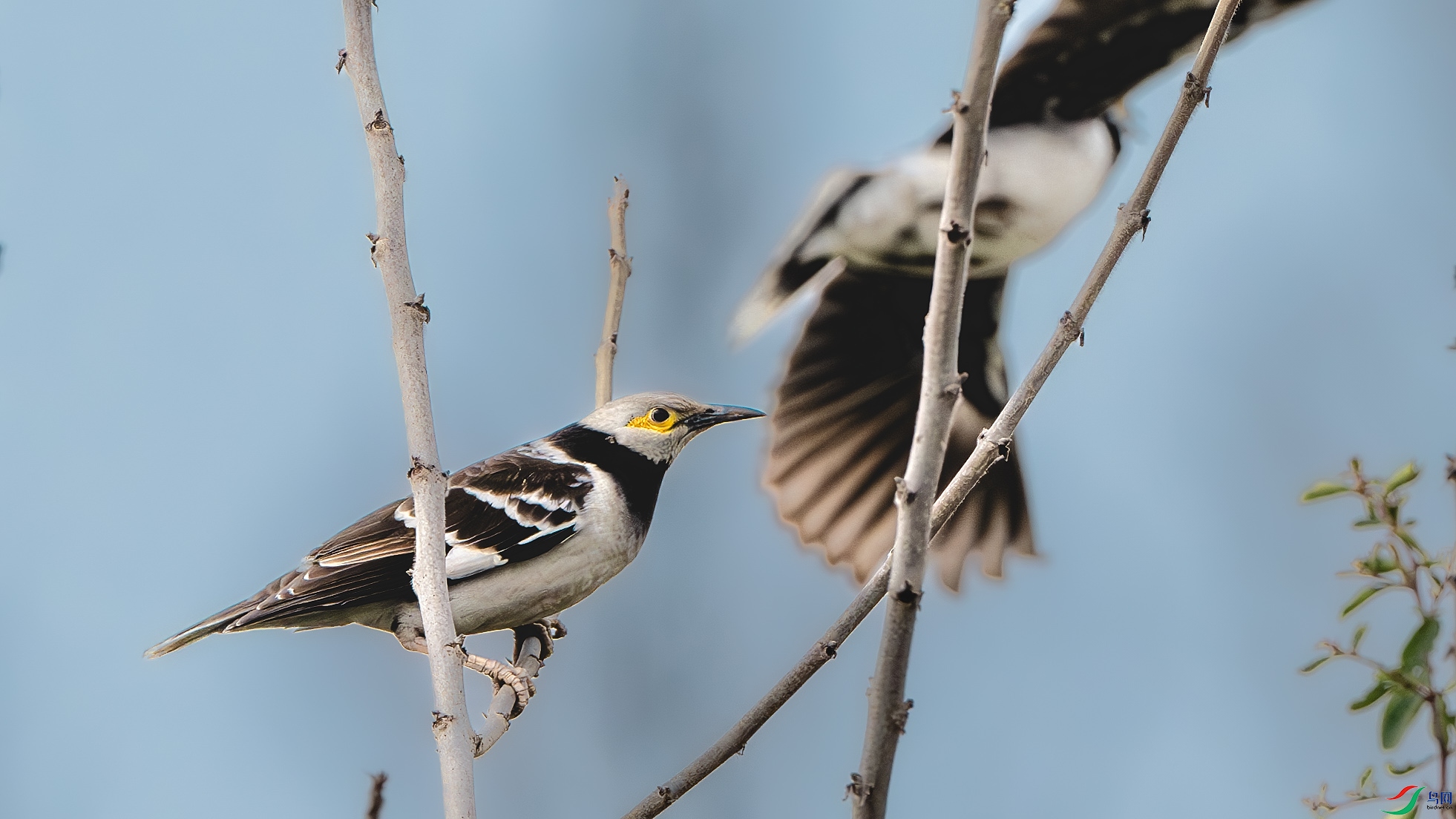 DSC_8767-����ǿ-NR ����.jpg