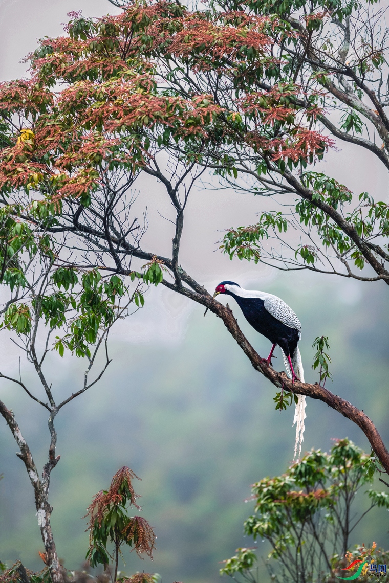 ����----�����ɿ�