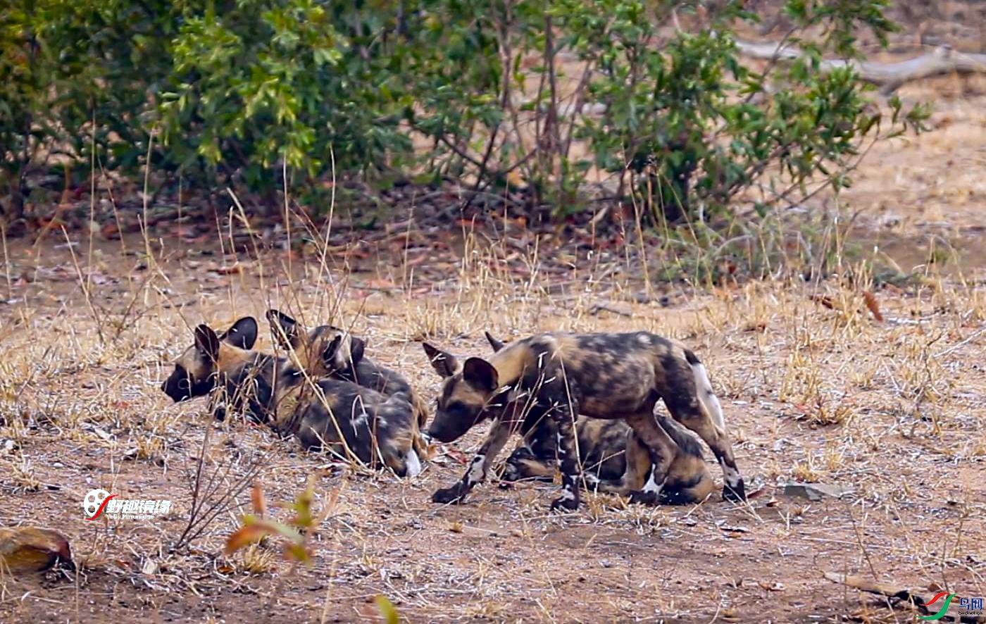 ������Ȯ