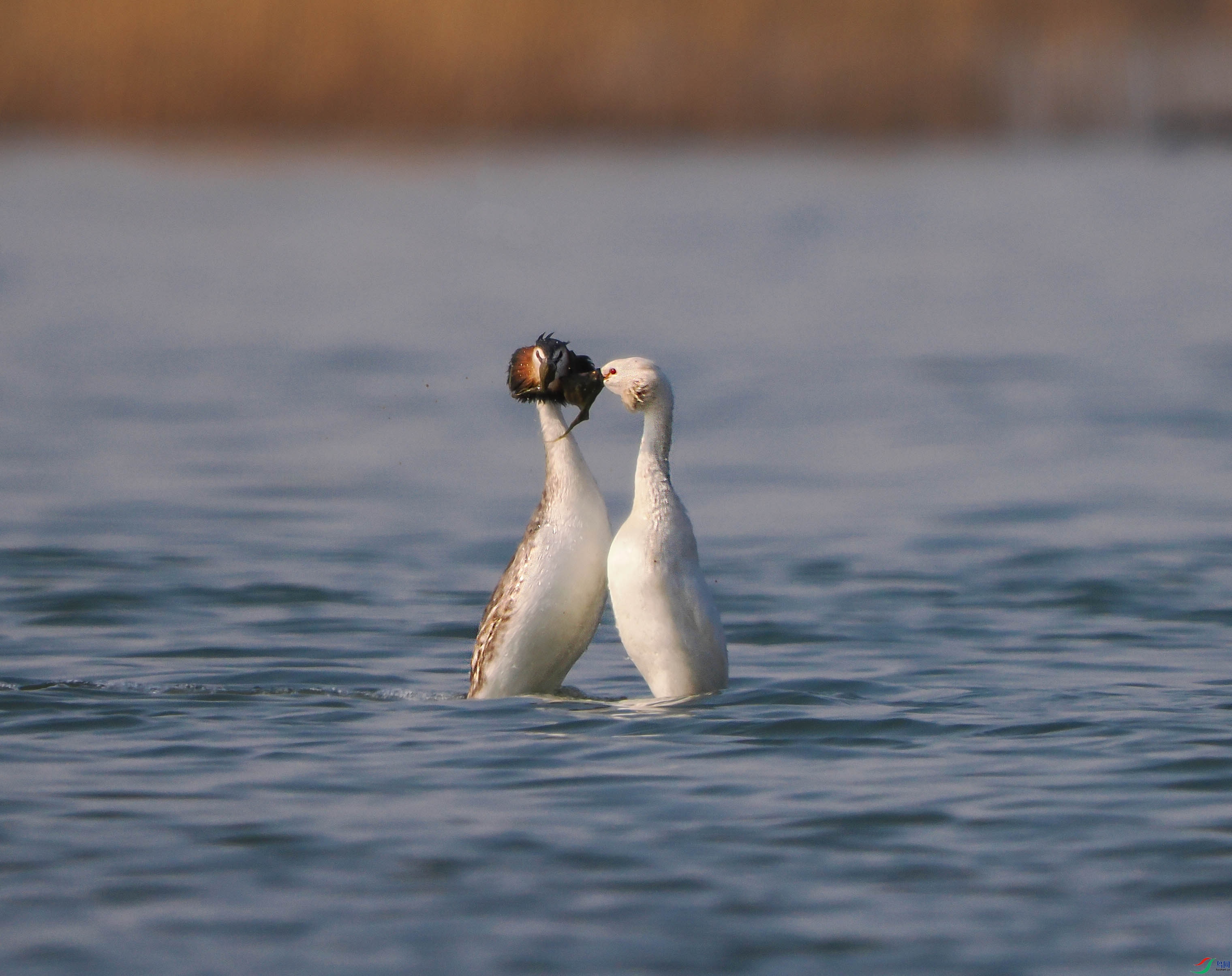 1-xtP3070359 ����.jpg