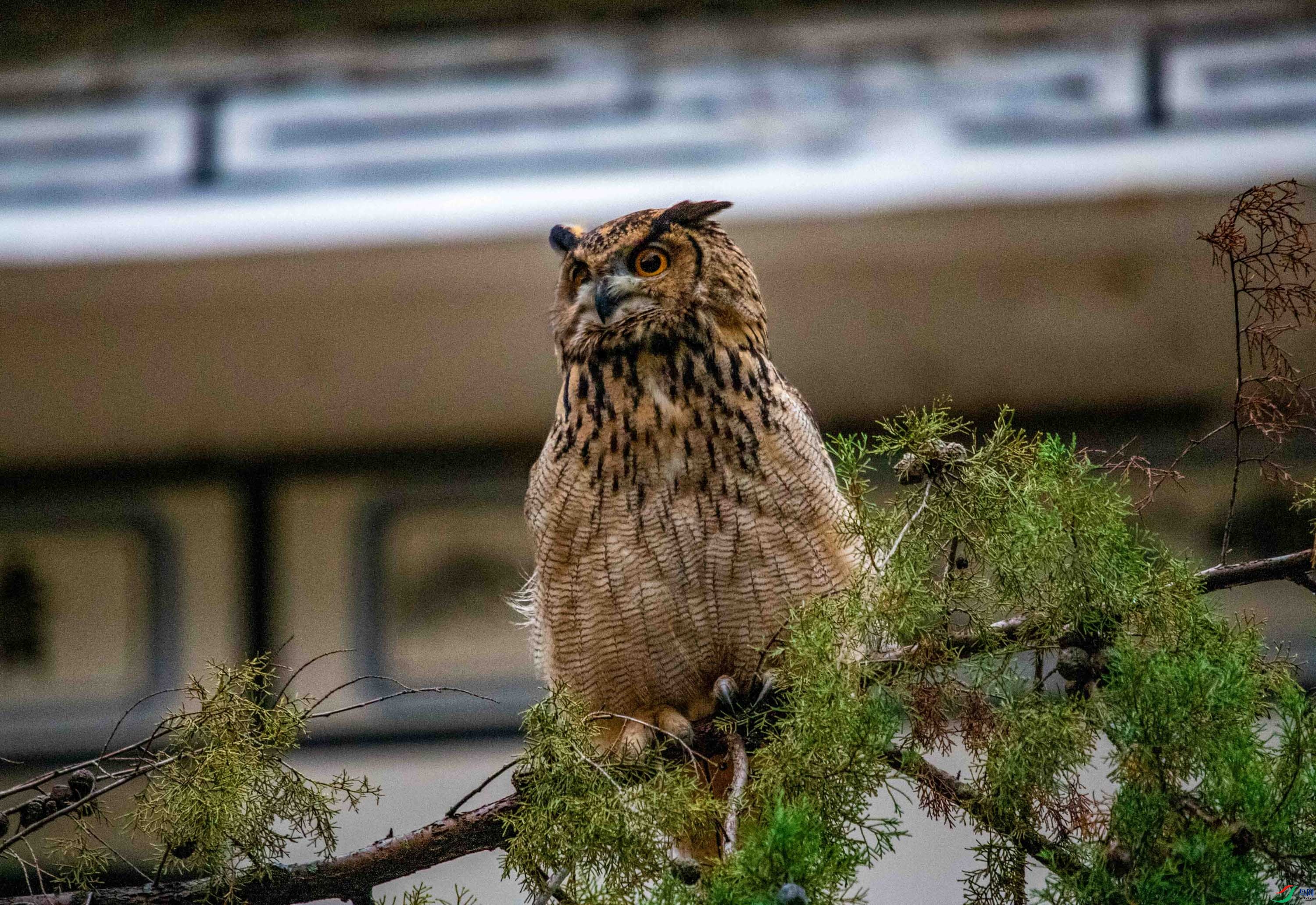 ���^ (1)_1.jpg