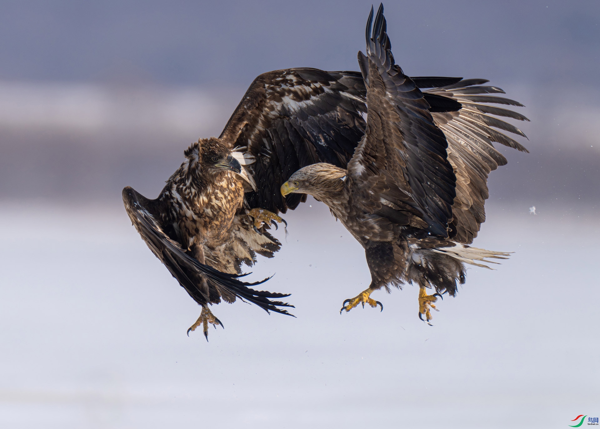 ��β����