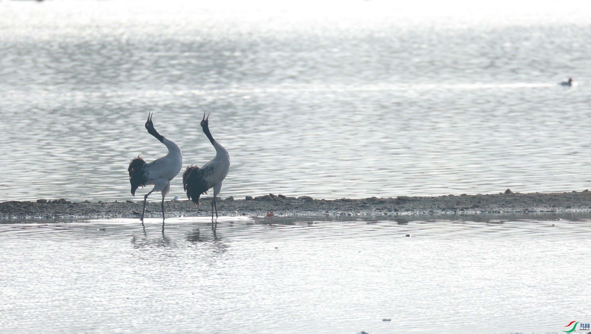 A83I3513 (2).JPG-0.JPG