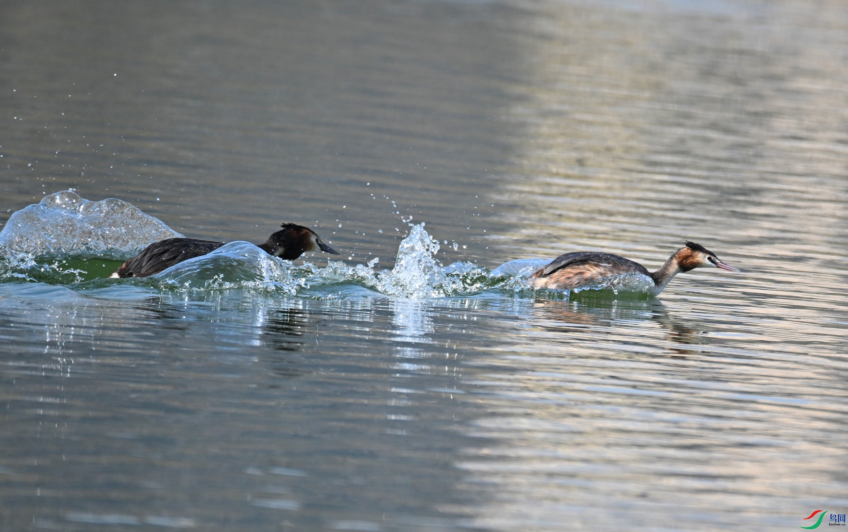 DSC_4368.JPG