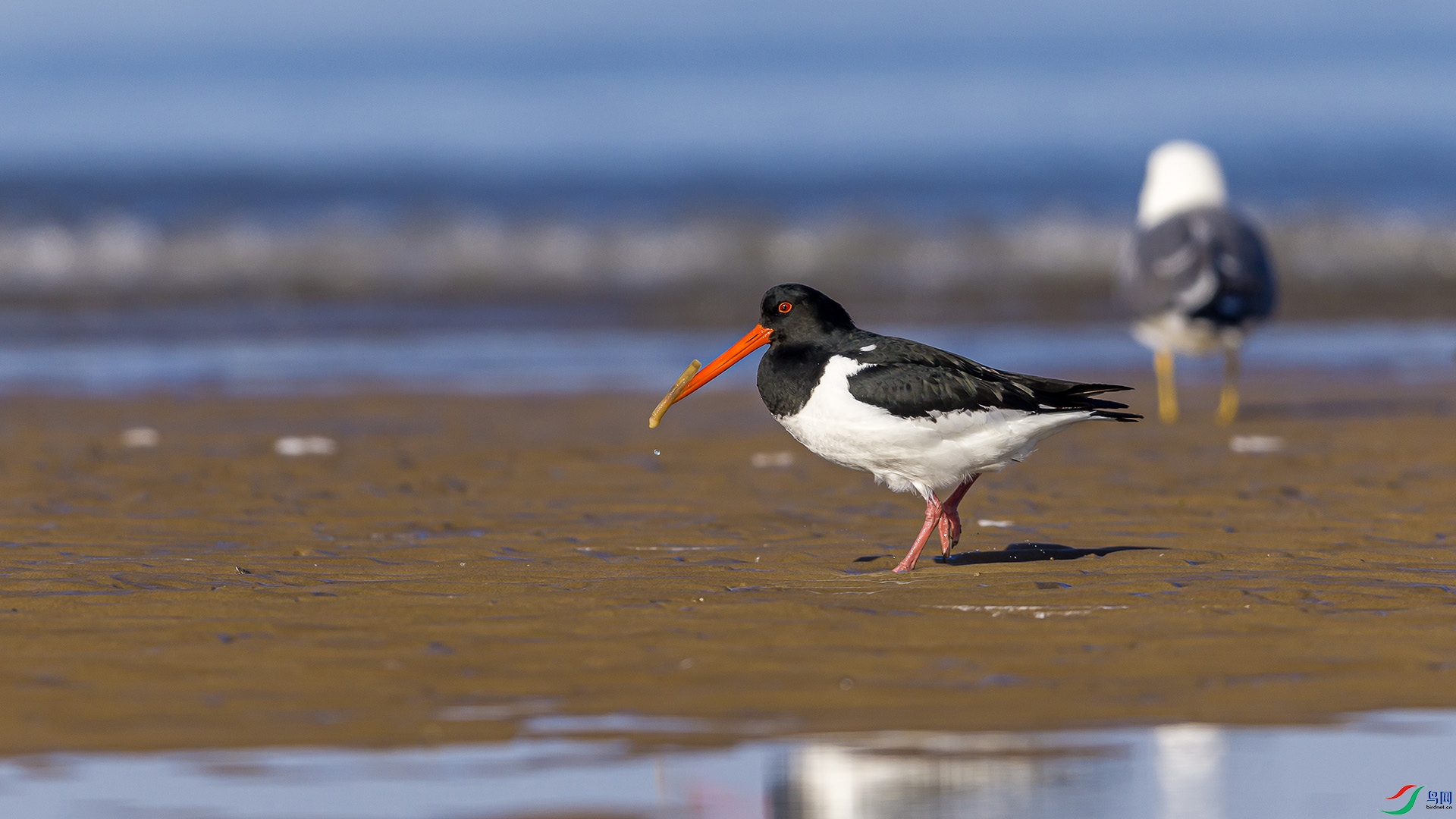 051A2942 ����n.jpg