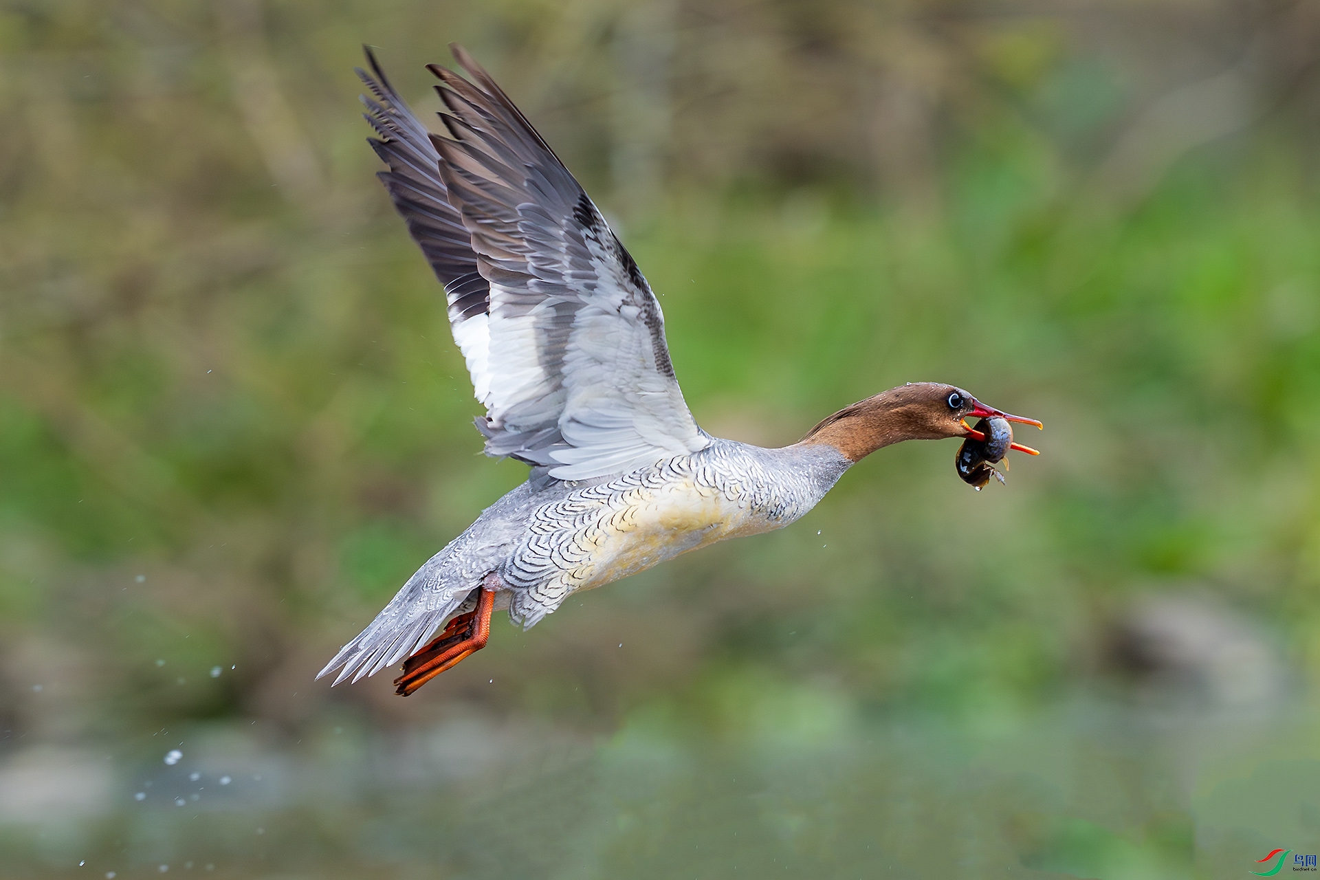 _F9A4913 ����.jpg