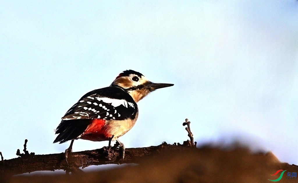 DSC_7685.JPG