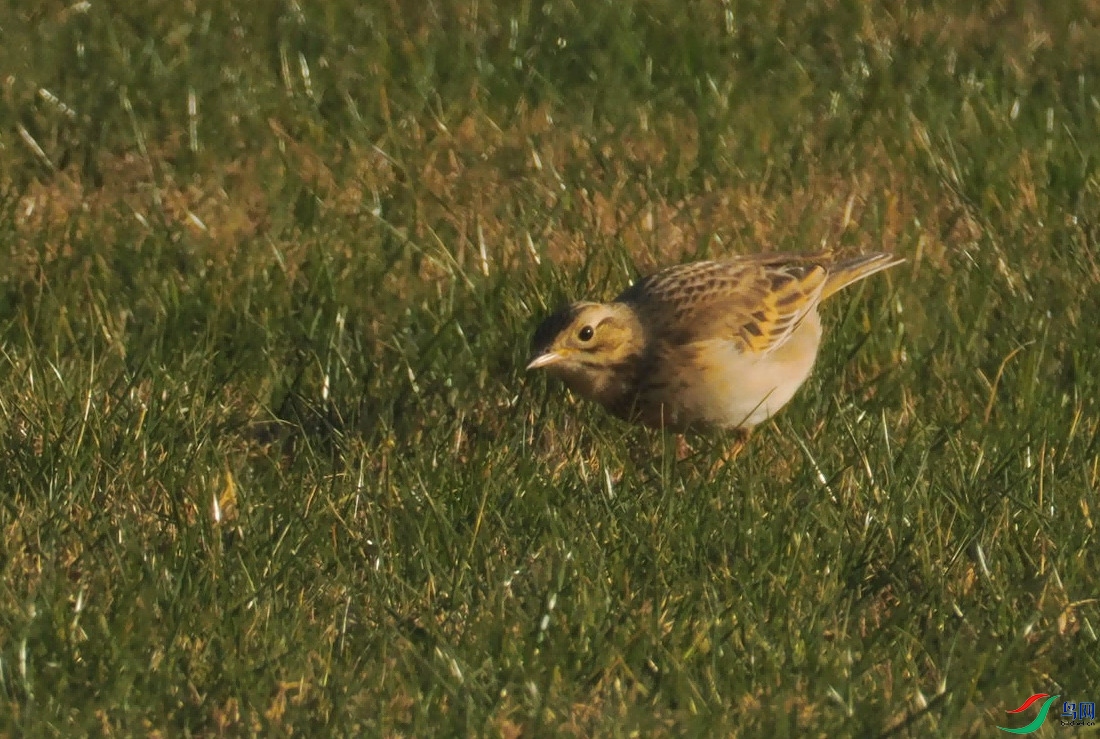 P1111559(�Ƹ���).jpg