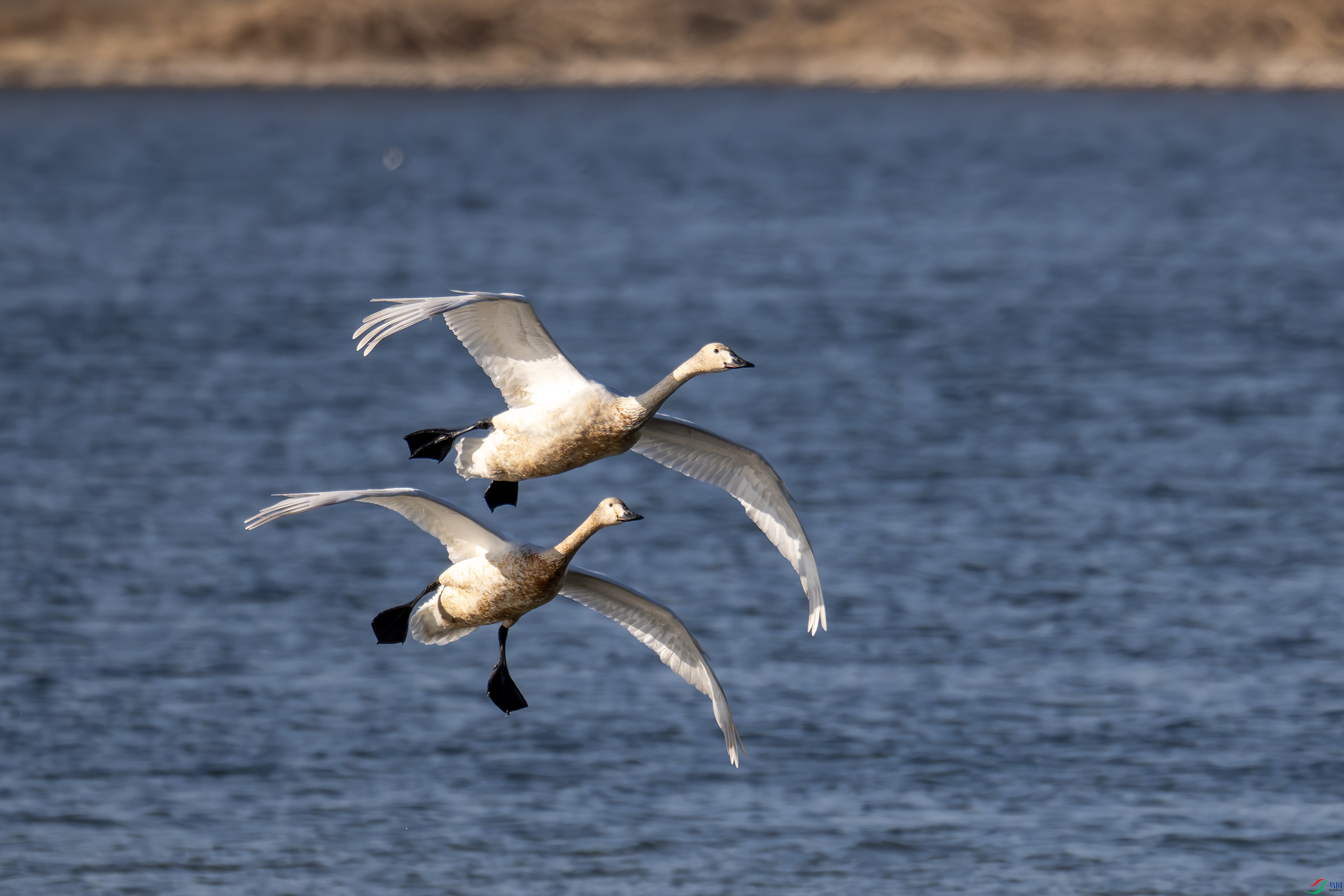 DSC_6739-����.jpg