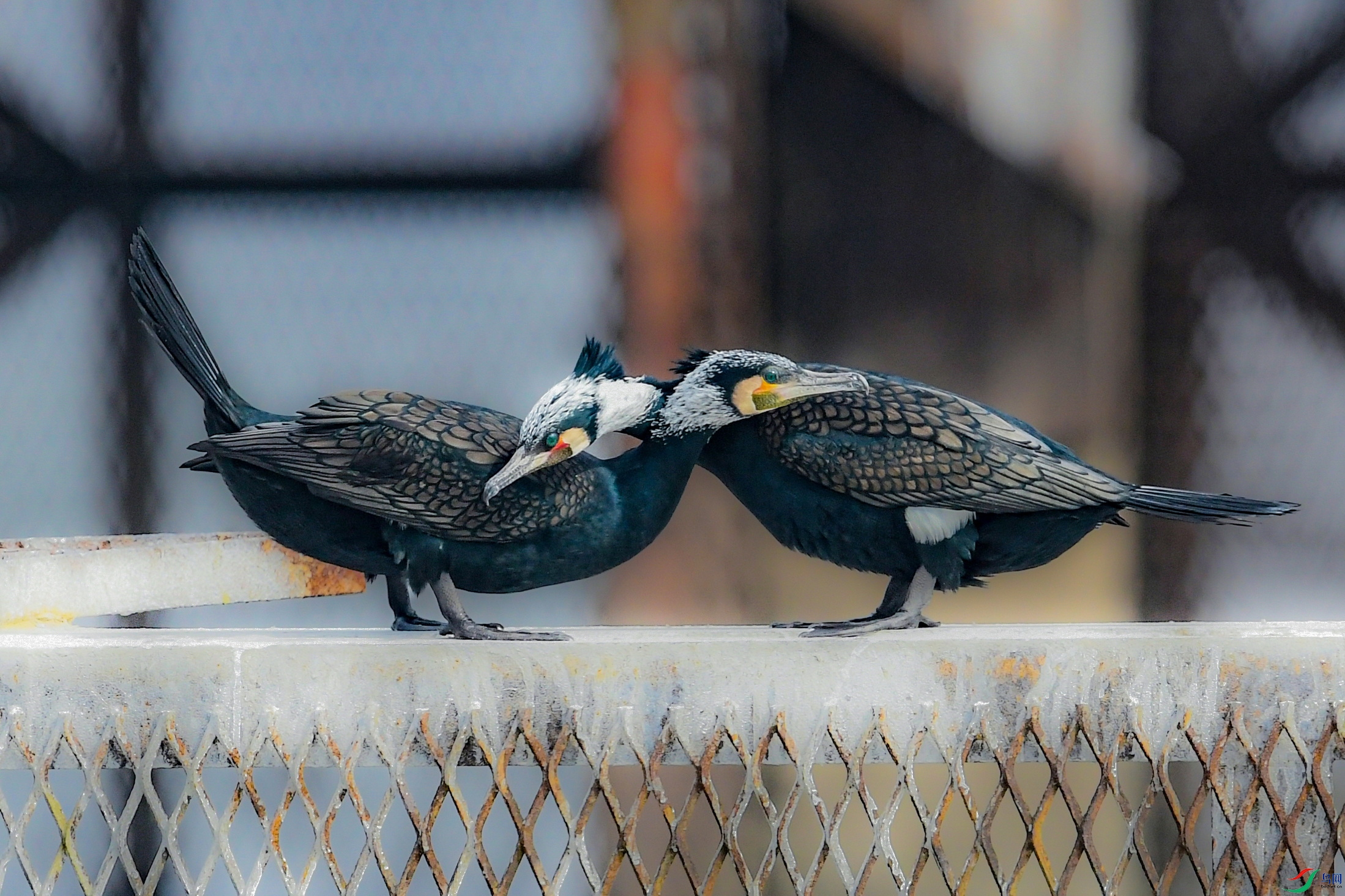 DSC_6101 ���� 3.jpg