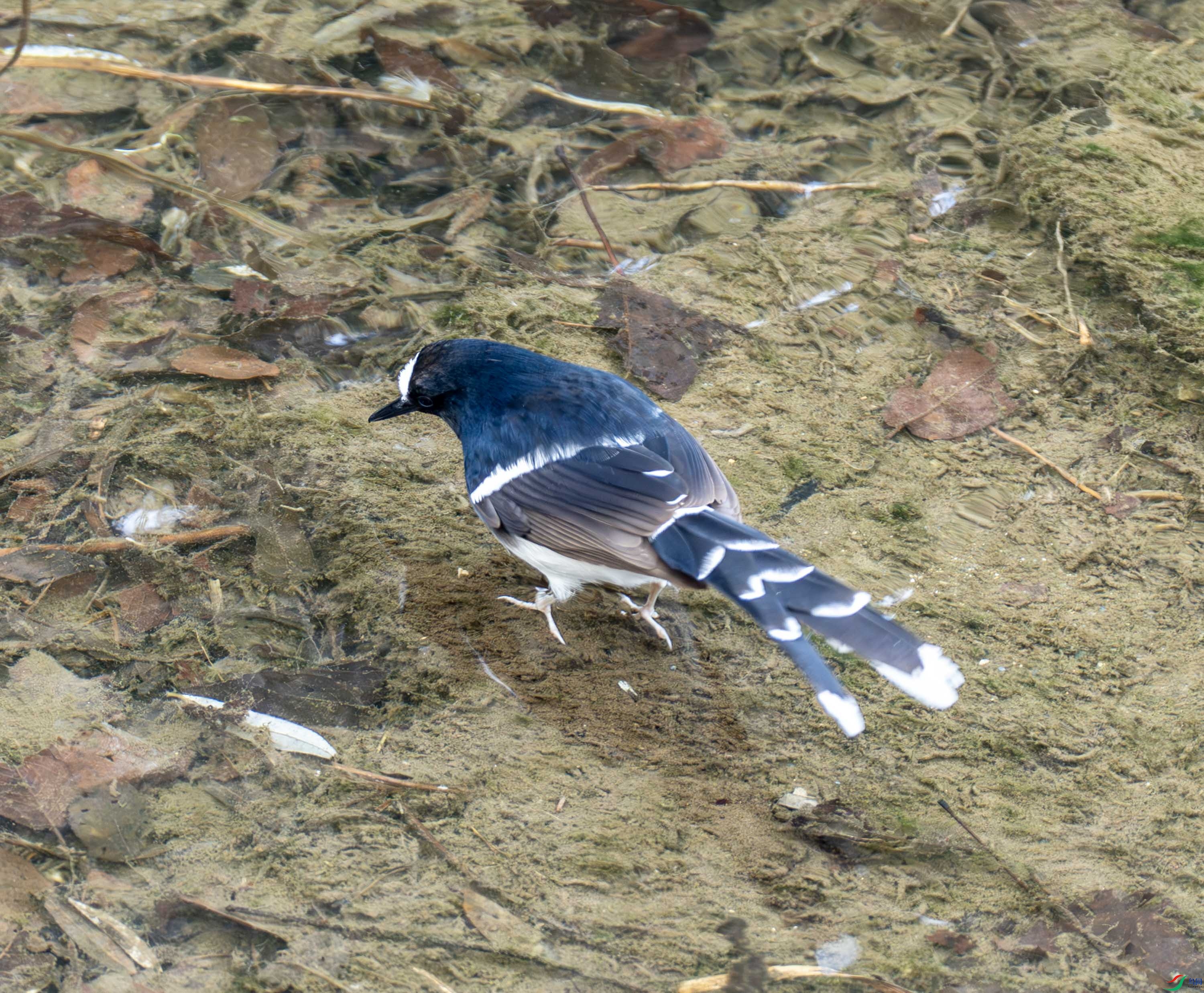 �׹���β-01-2 (4).jpg